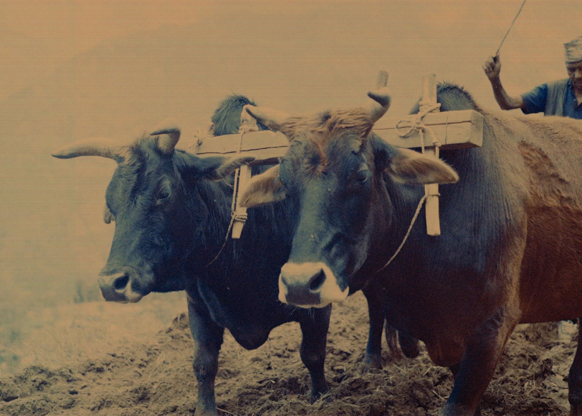 Oxen are often used for heavy manual labor, such as plowing the soil, but only men are allowed do this work.