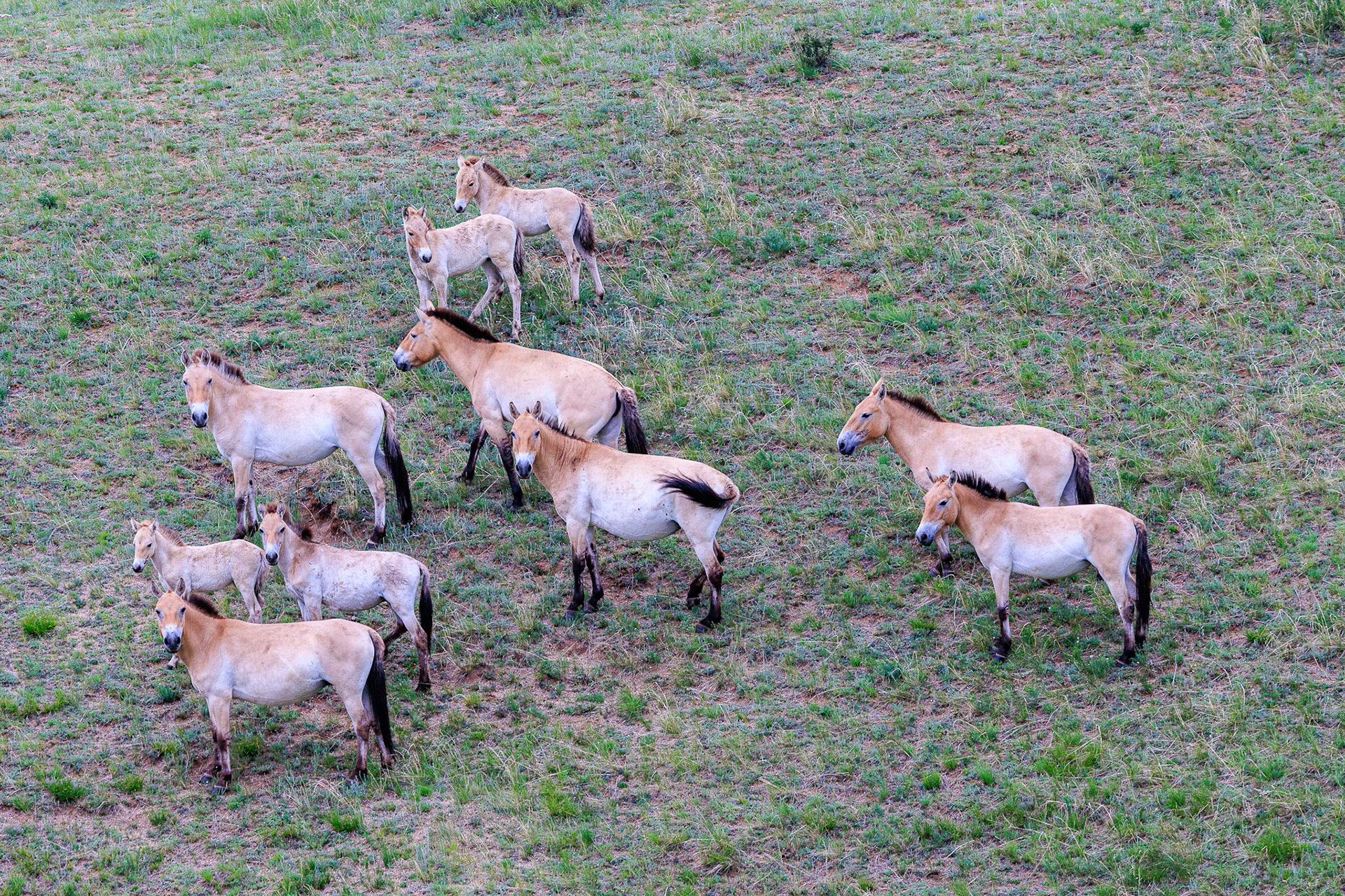 Hustai  National Park. The stallion's harem, mares and foals