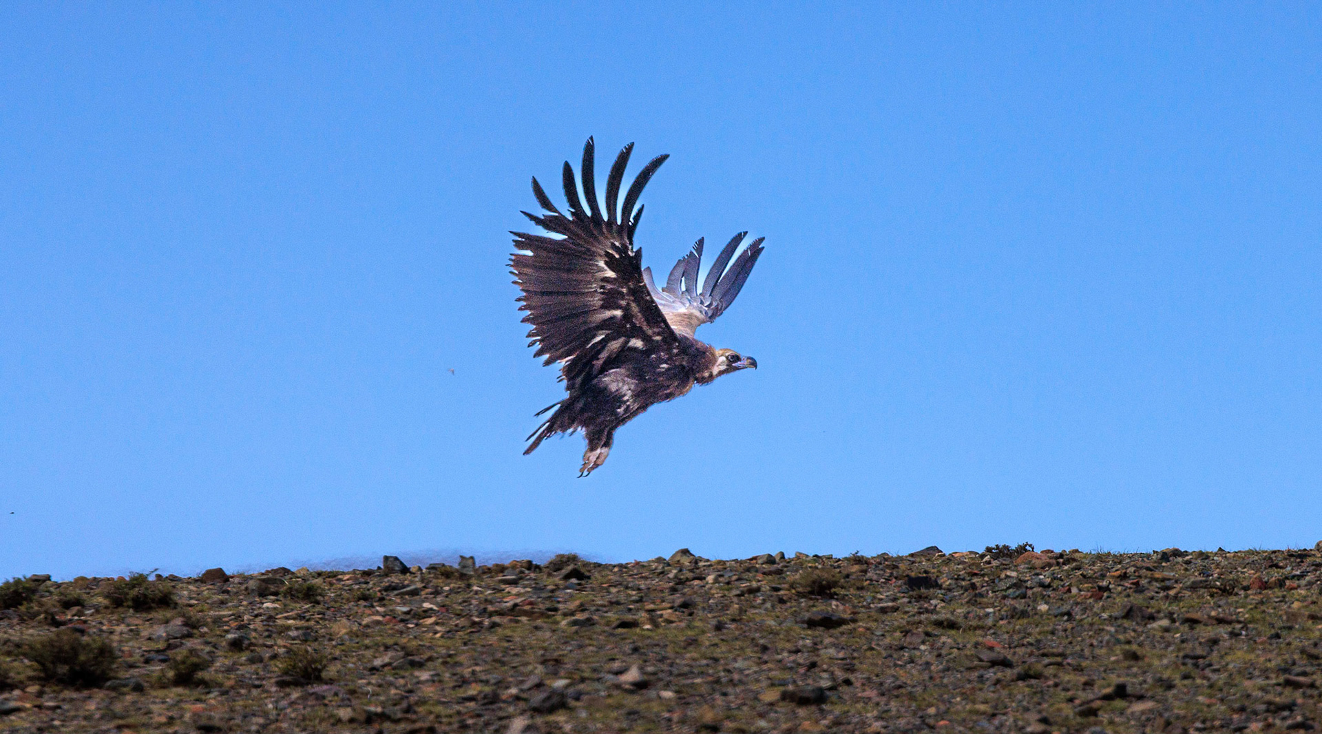 Cinereous Vulture ( Aegypius monachus )