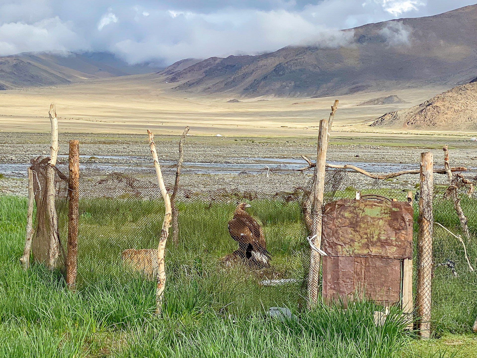 Golden eagle resting back at its compound after a busy day