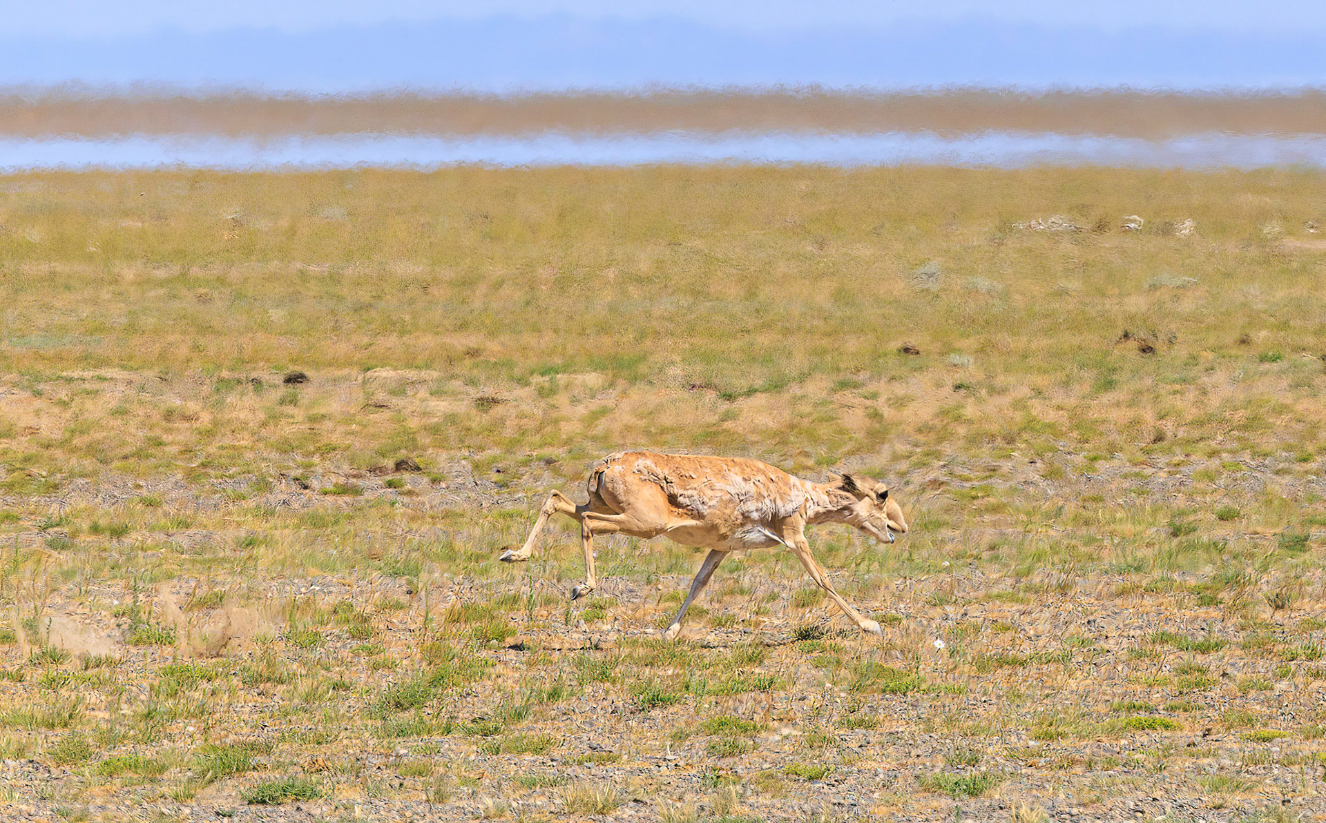 Saiga antelope, critically endangered and weird looking