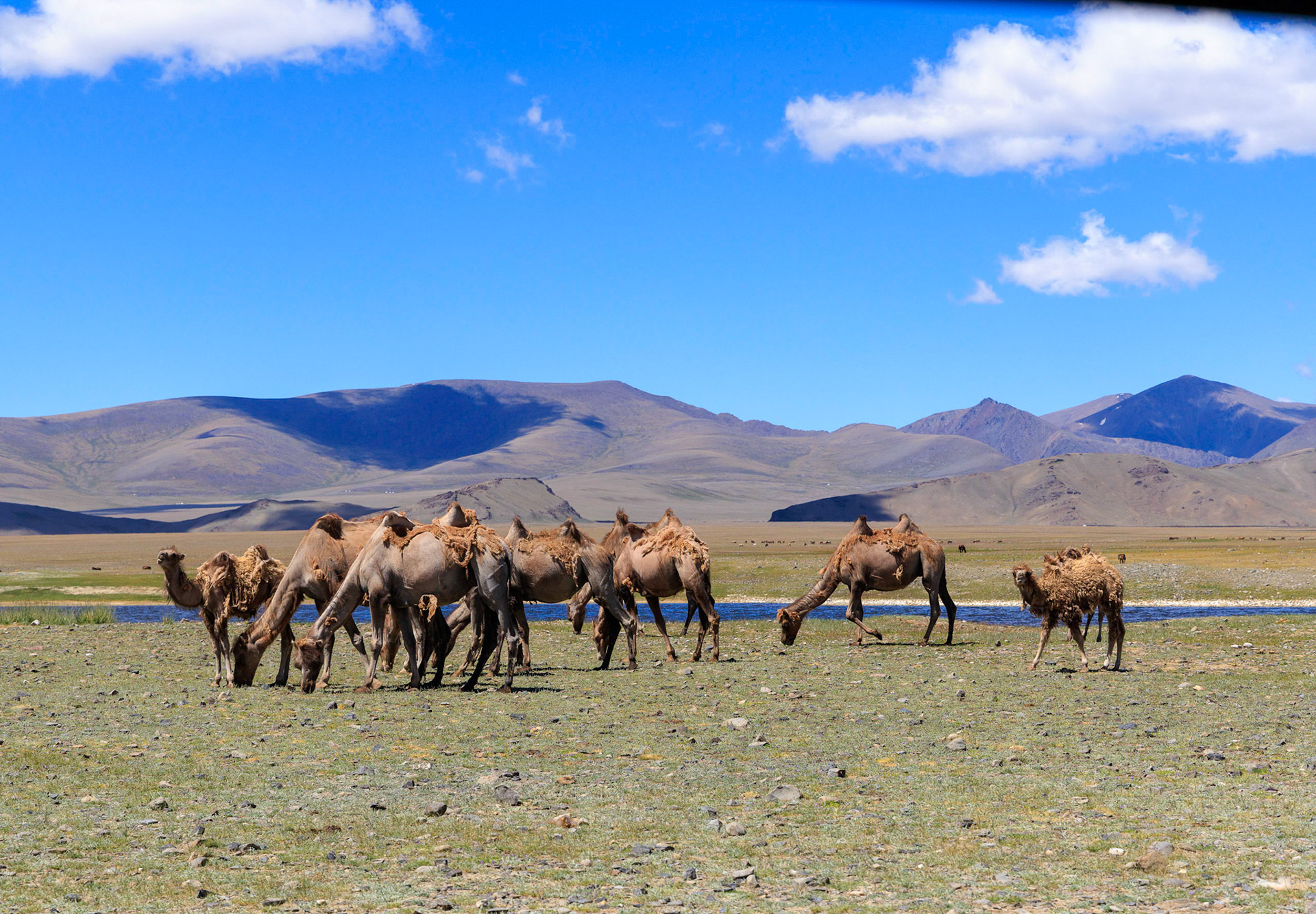 Wild Bacterian Camels in Westerm Mongolia