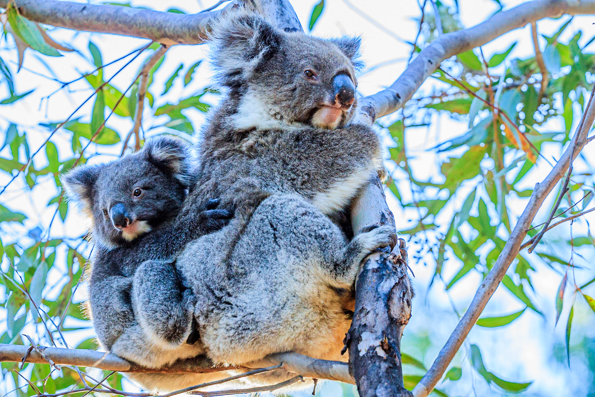 The Koala (Phascolarctos cinereus, or inaccurately, koala bear, is an arboreal herbivorous marsupial native to Australia.