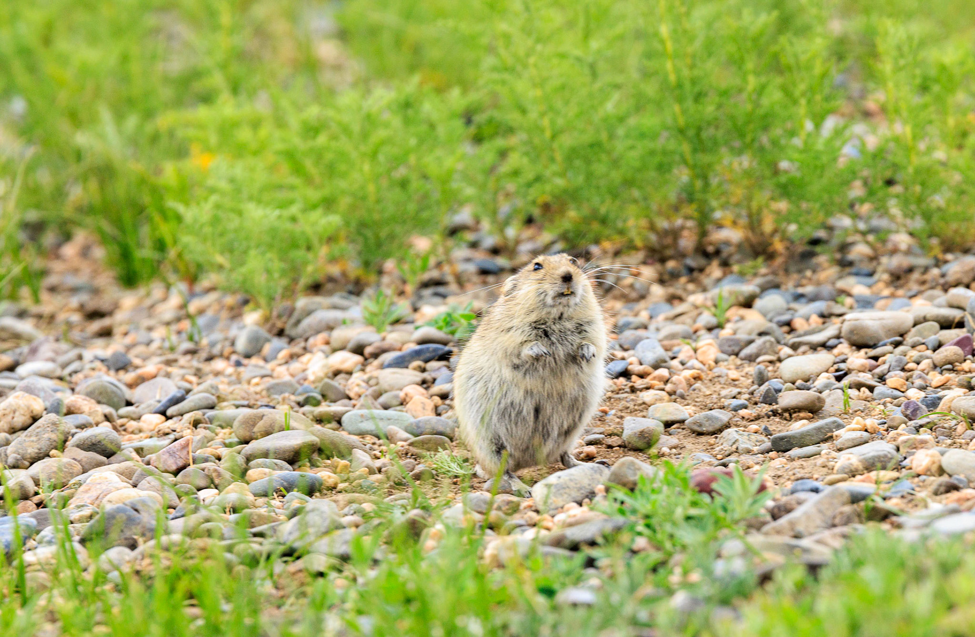 A Brandt's Vole, entertainment when on the throne