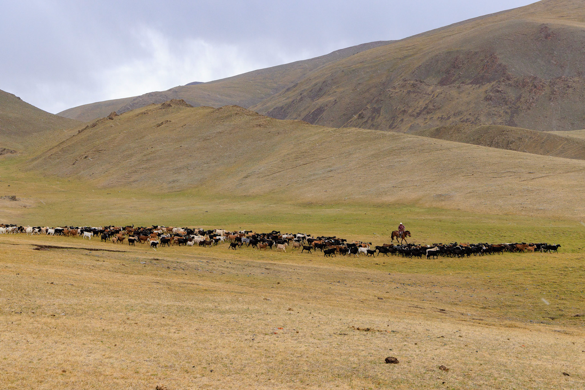 Herding on horseback