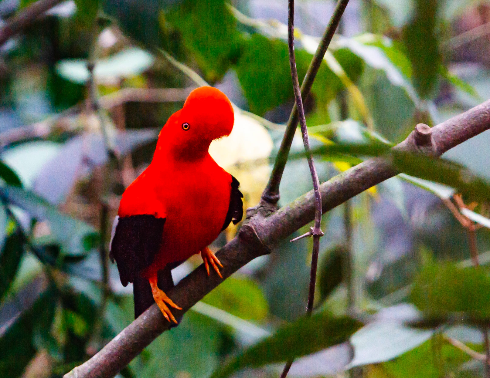 Andean Cock-of-the-rock entertaining the girls at his local Lek, Columbia