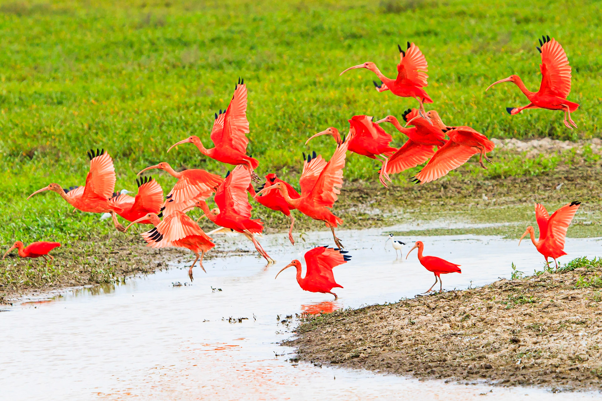 Scarlet Ibises  (Eudocimus ruber),  Hato La Aurora Private reserve, Columbia