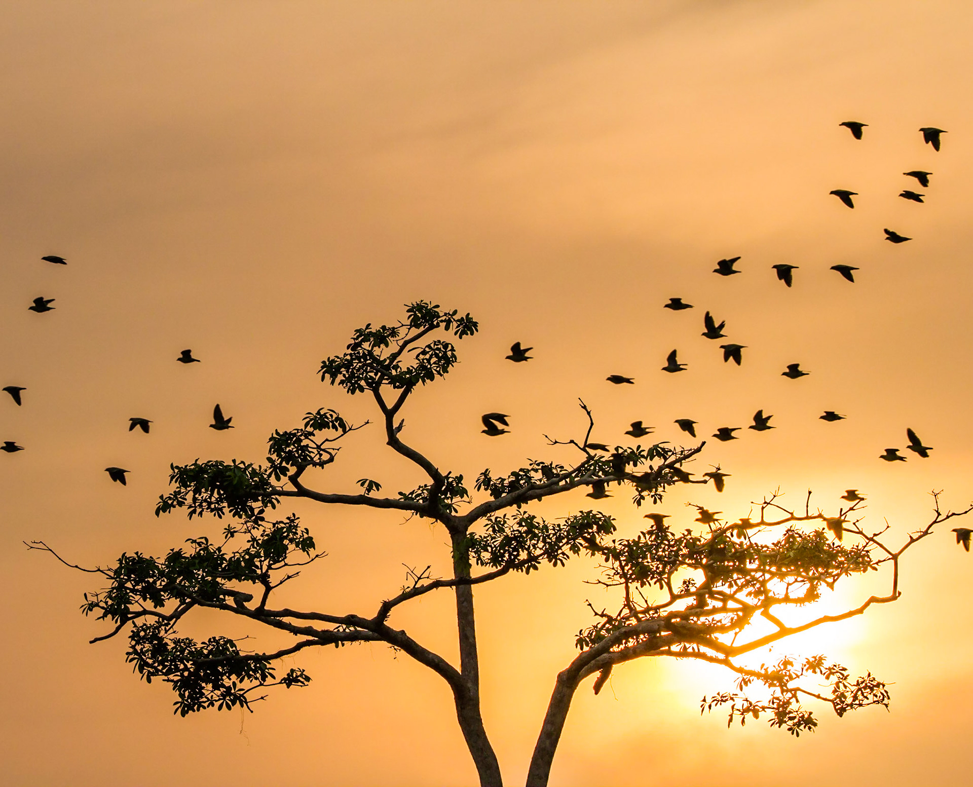 Sunset scene with flock of silouetted African Green Pigeons during Lango Bai walk about  from the Odzala Wilderness lango camp,  Odzala-Kokoua National Park, Mboko concession, Republic of Congo