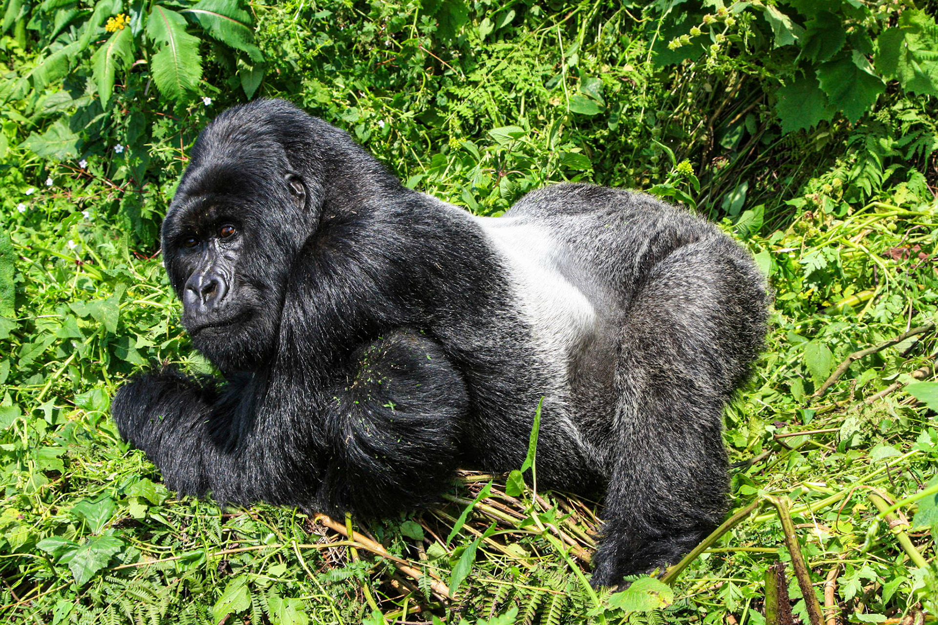Silverback Agashya of Mountain Gorilla Group-13 posing for the camera, Volcanoes Nat. Pk. Rwanda, 1/14/09