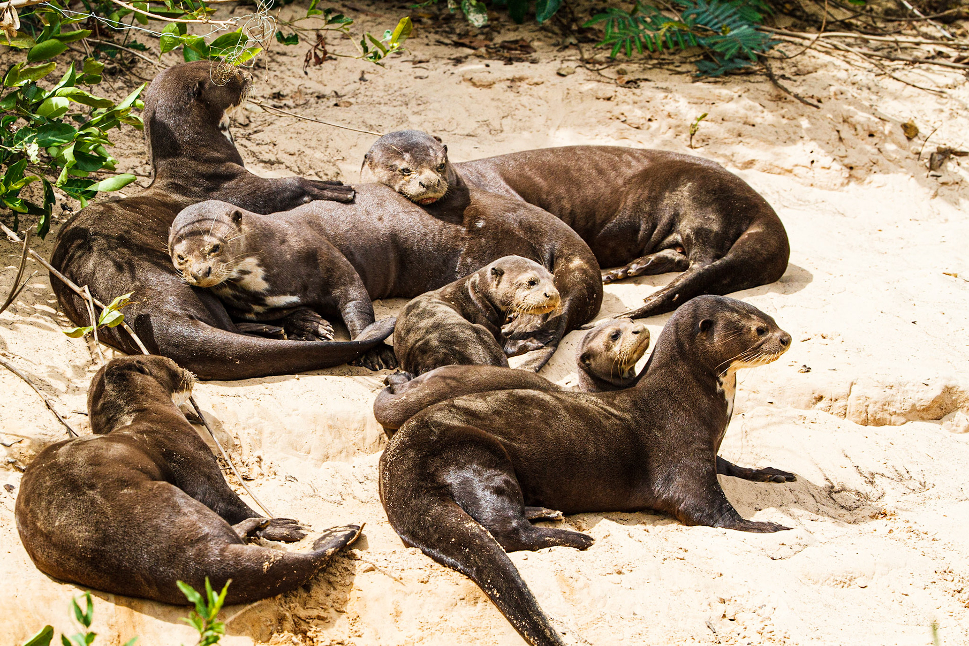 Giant (River) Otter family alongside the Cuiaba River in the Pantanal region of Brazil