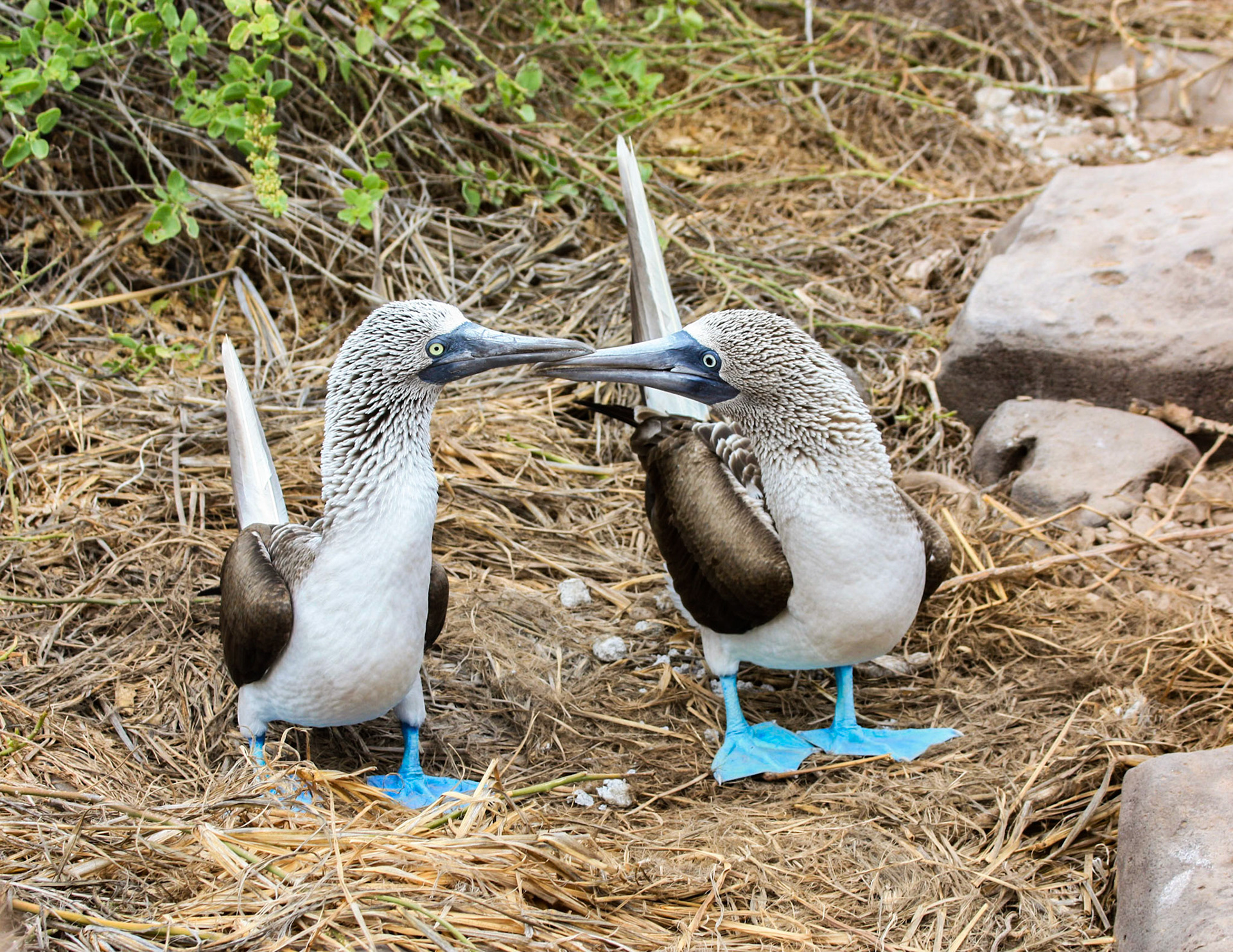 Male and female Blue-footed Boobies, look in their eyes to tell them apart (large pupil is female). Isla Espanola, Galapagos Islands, Ecuador