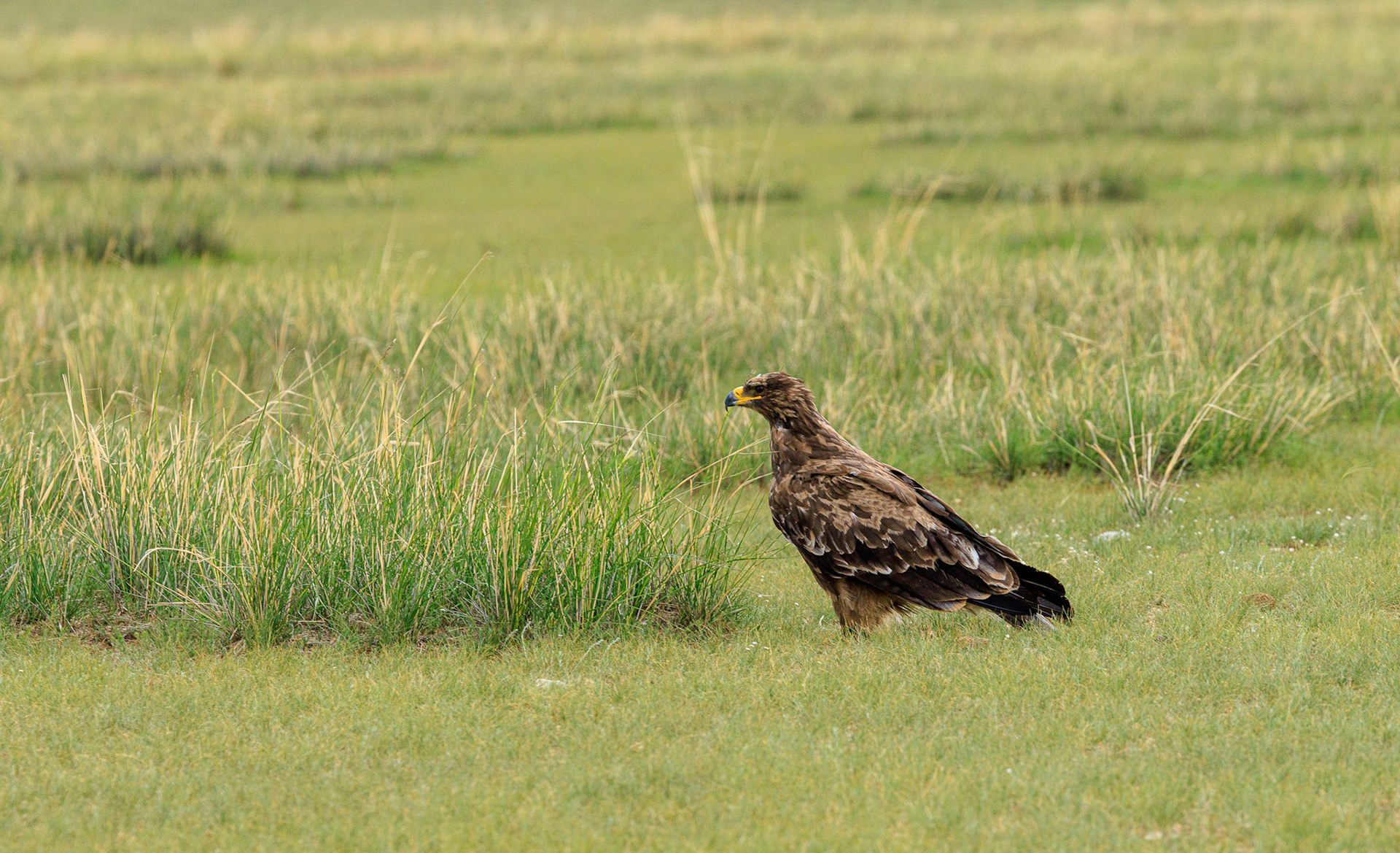 Golden Eagle