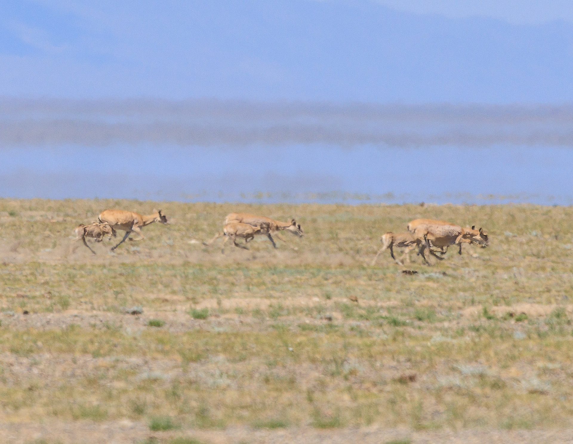 Saiga antelope, females with kids