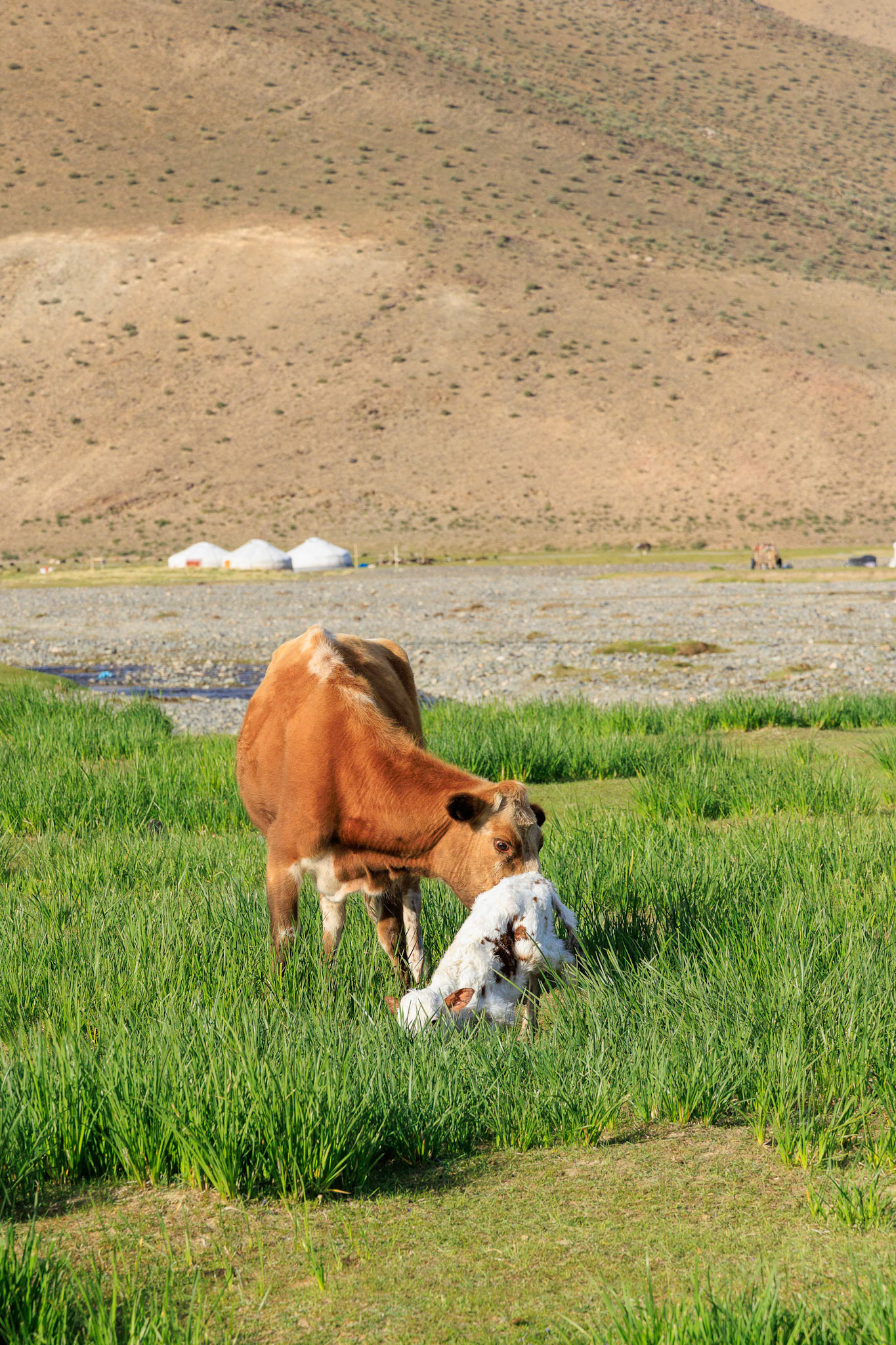 The calf was just born