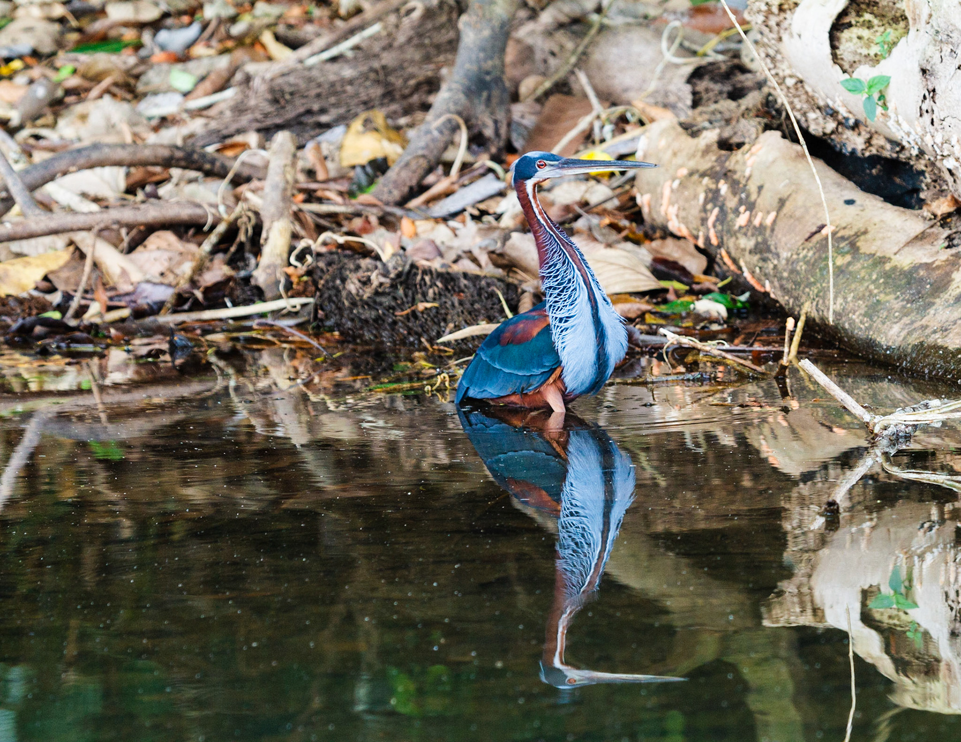 Agami Heron or Chestnut-bellied Heron, Manu National Park, Peru