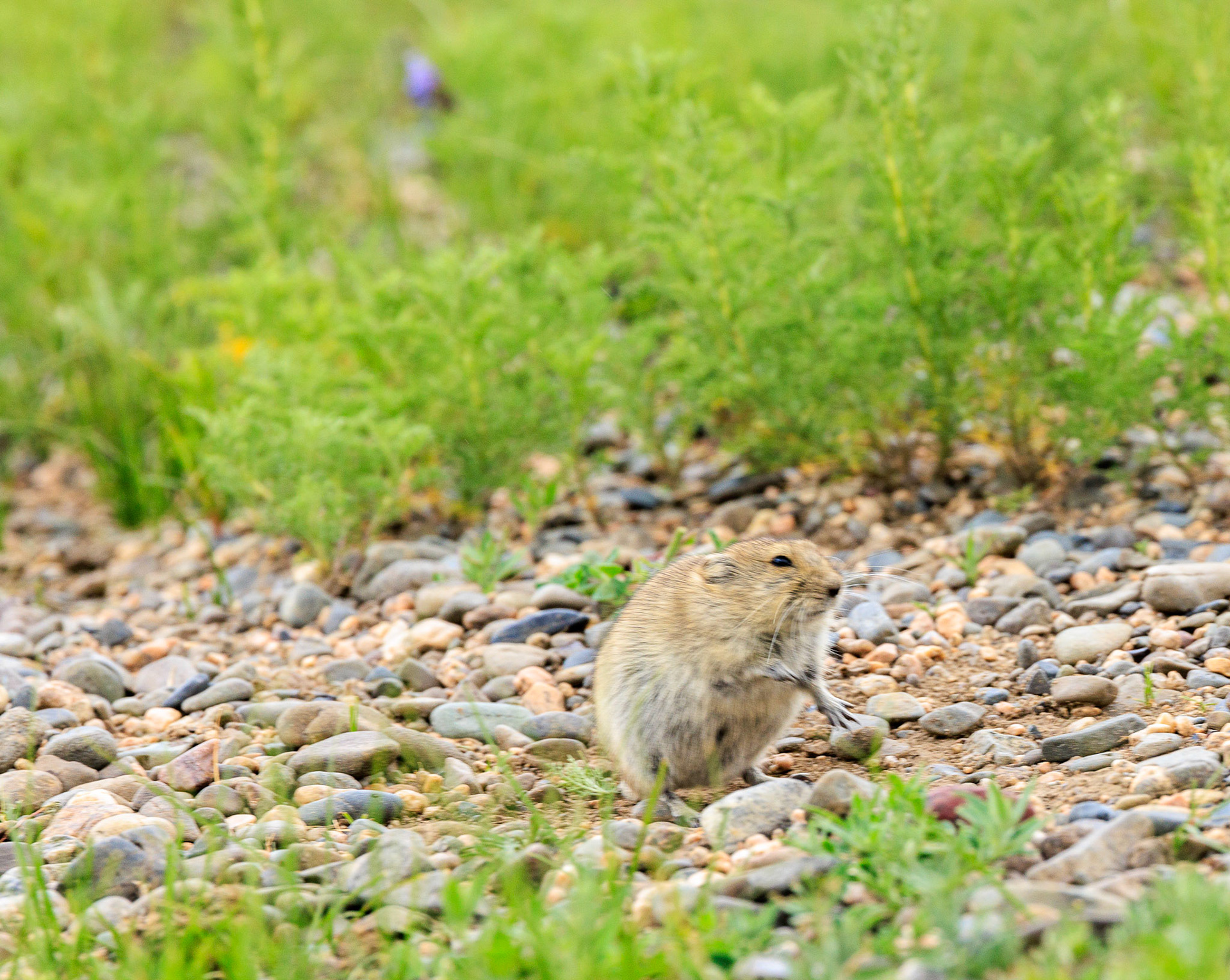 A Brandt's Vole, entertainment when on the throne