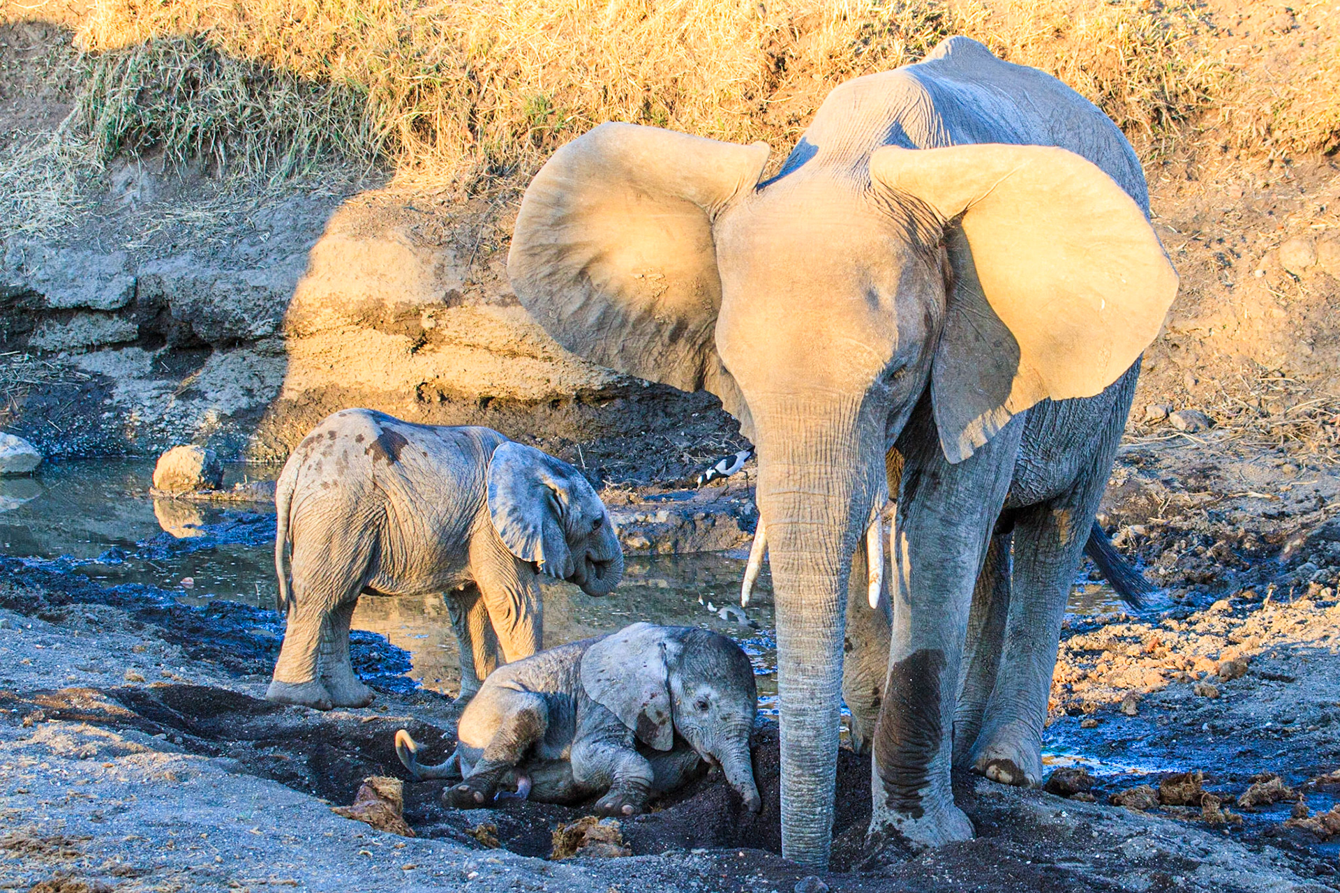 Female African Bush Elephant (Loxodonta africana) digging for water while the children play. Mashautu Game Reserve, Botswana