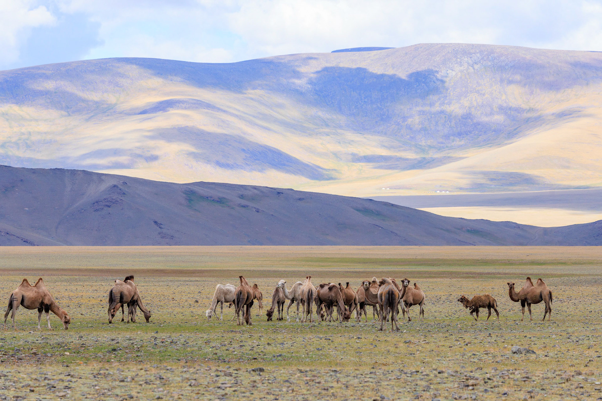 Wild Bactrian Camels, a different species than the domestic Bactrian camels