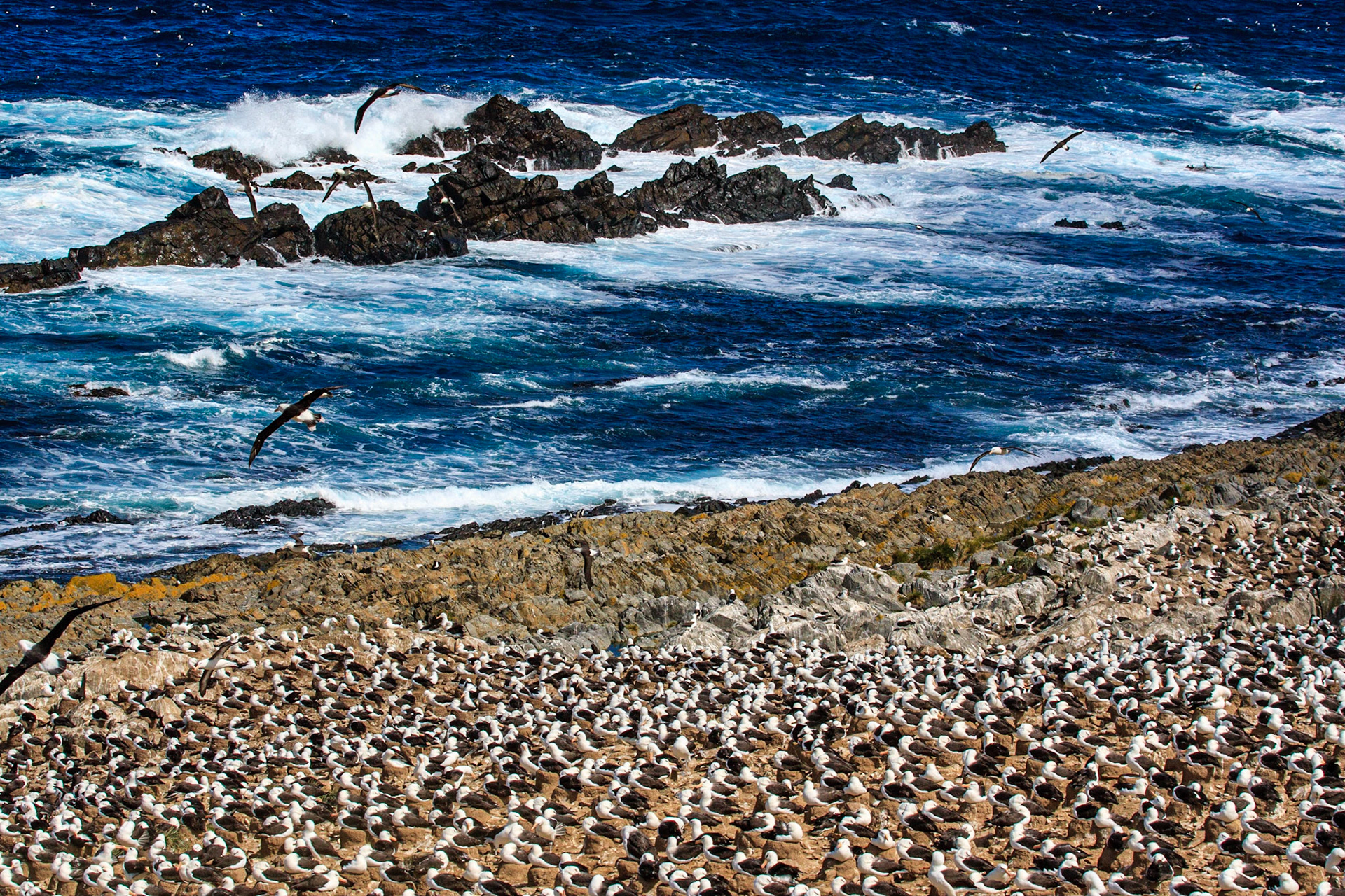 Nesting Black-browed Albatross (Thalassarche melanophris) also known as Black-browed Mollymocks,Jason Island, Falkland Islands