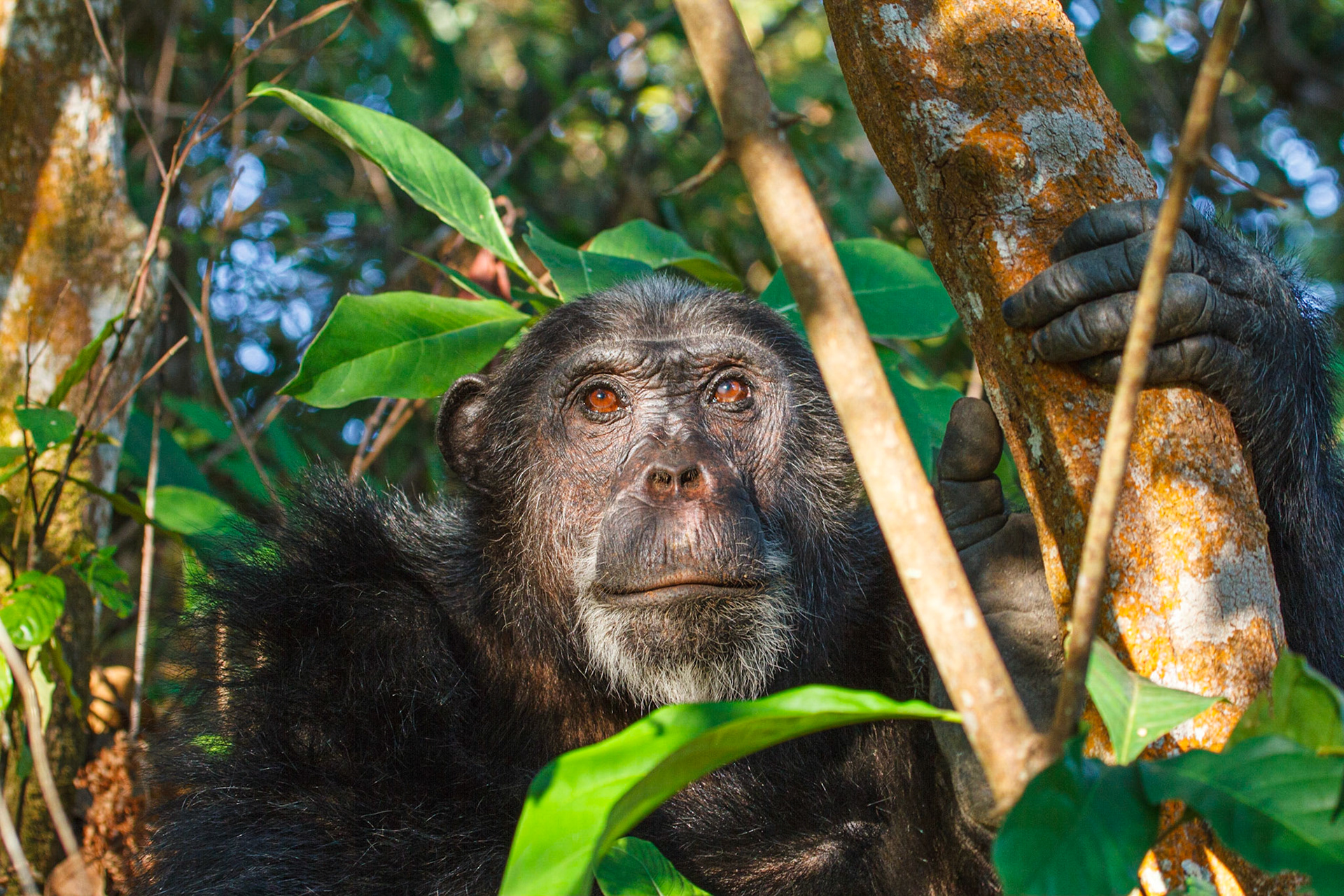 Bonobo, an adult male Chipanzee of the M group, lookin pensive. Near Greystoke Safari camp, Mahale Mountains National Park, Tanzania
