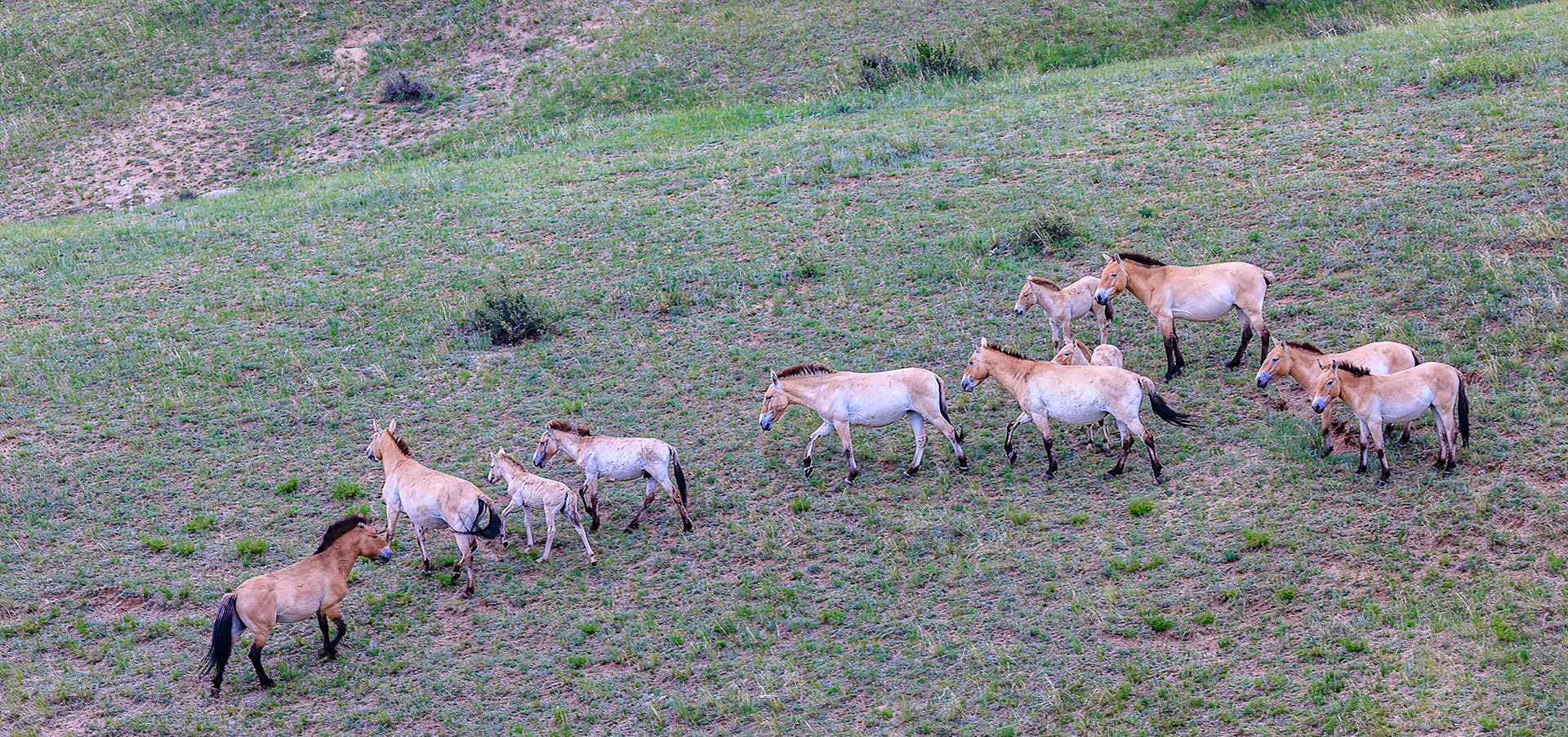 Hustai  National Park- Przewalski stallion interacting with his harem to get them to move away from us