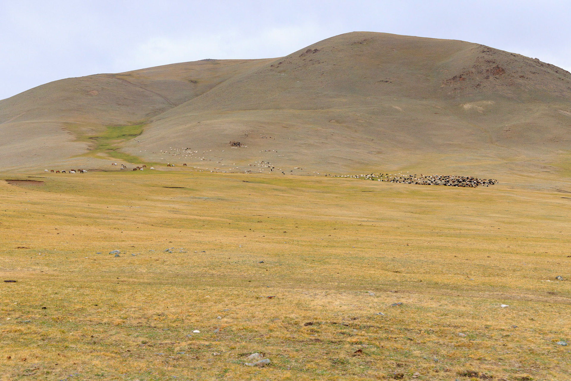 Large herds and flocks of animals 