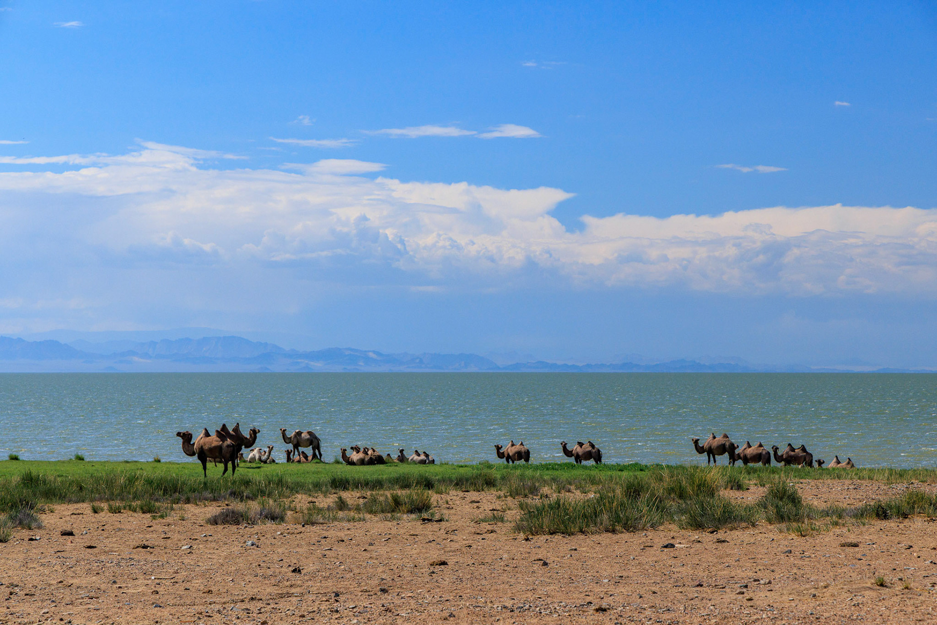 A herd of Wild Bactrian Camels lakeside