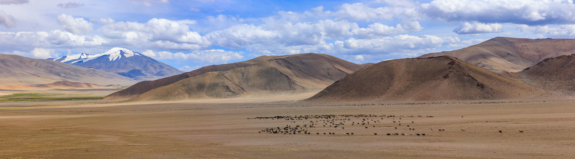  Gants Modnii Zuslian (SingleTree) area, Bayan-ölgiy Aimag (Province), Altantsögts Sum (District), Mongölia. Tsast Uul & Tsambagarav Uul in distance