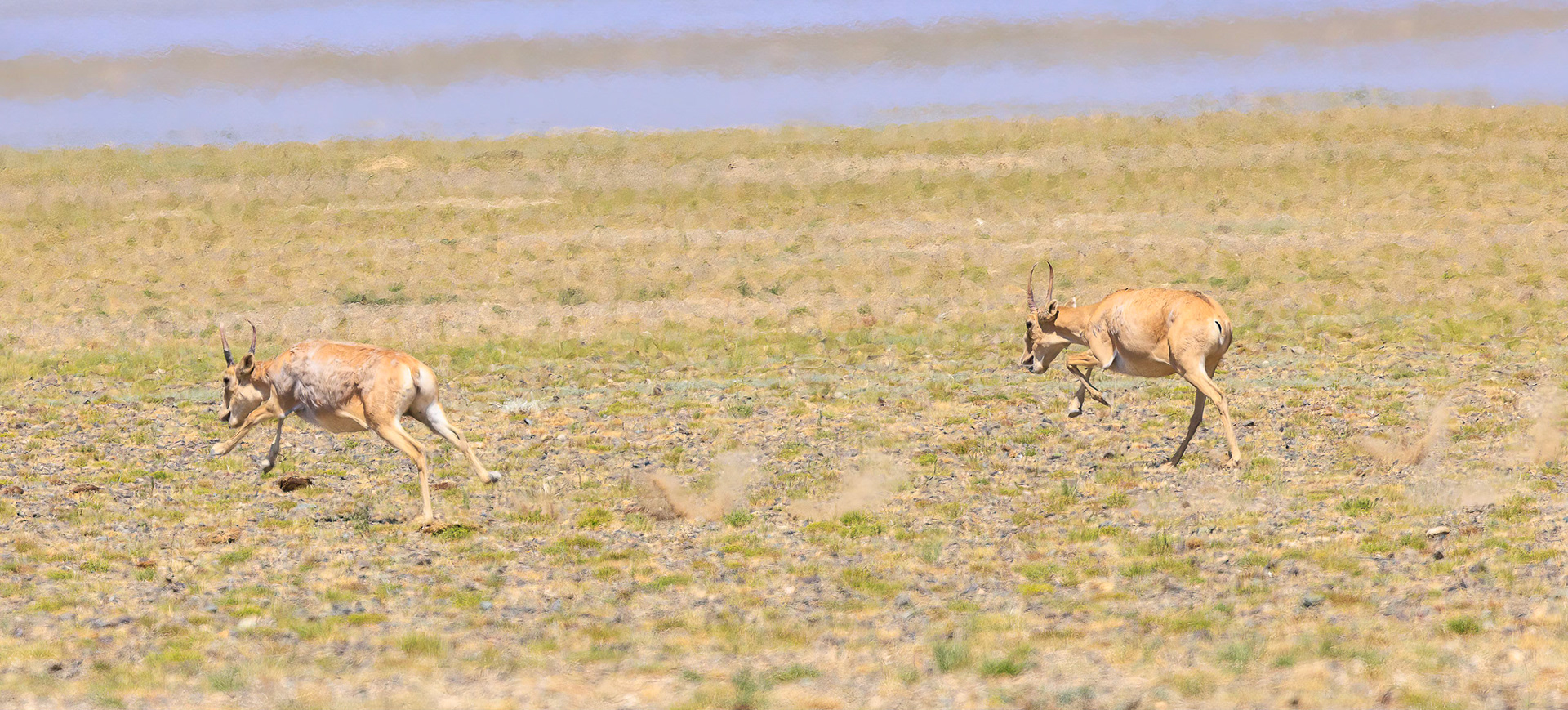 Couple of Male Saiga