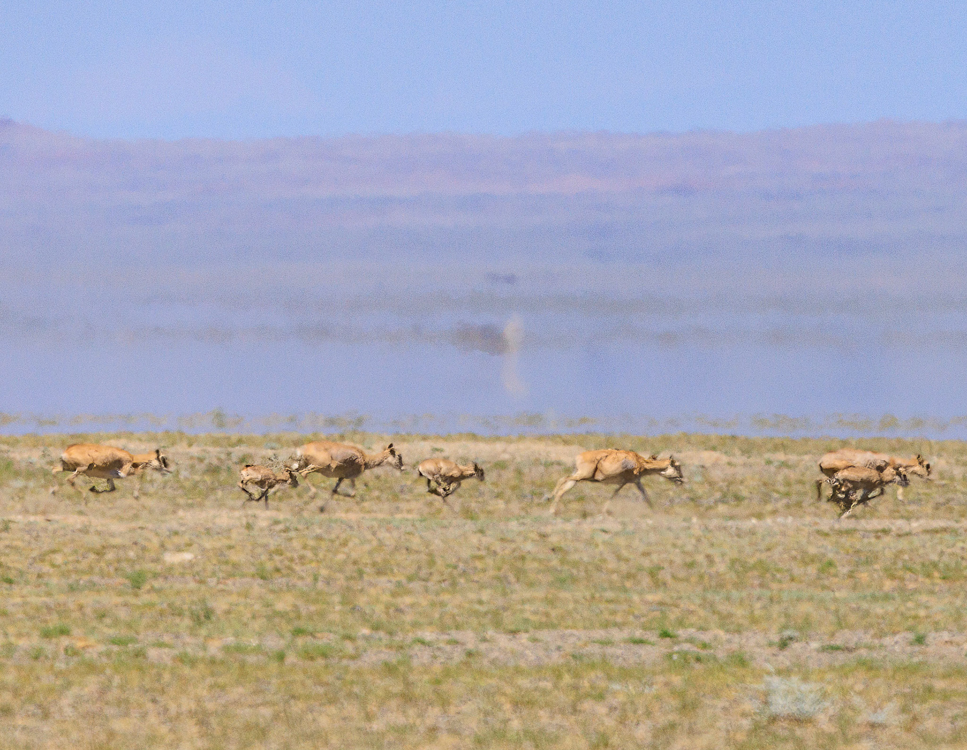 Saiga antelope, females with kids