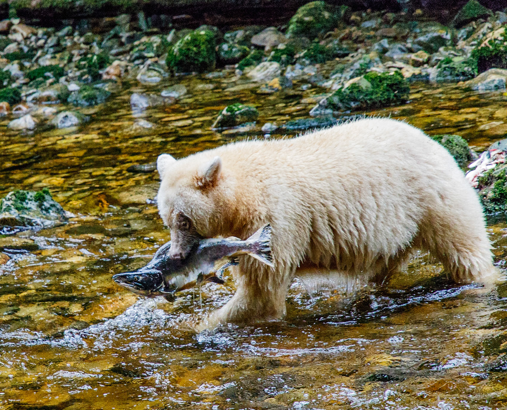 Kermode or Spirit Bear salmon fishing in the Great Bear Rainforest of British Columbia