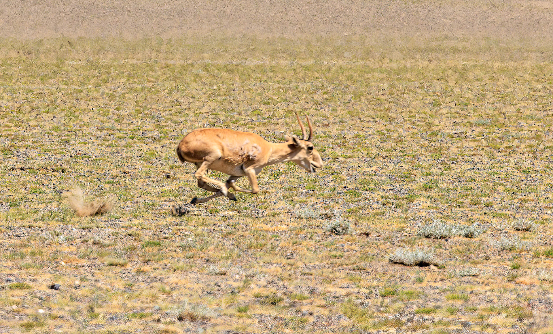 Male Saiga antelope, critically endangered and weird looking