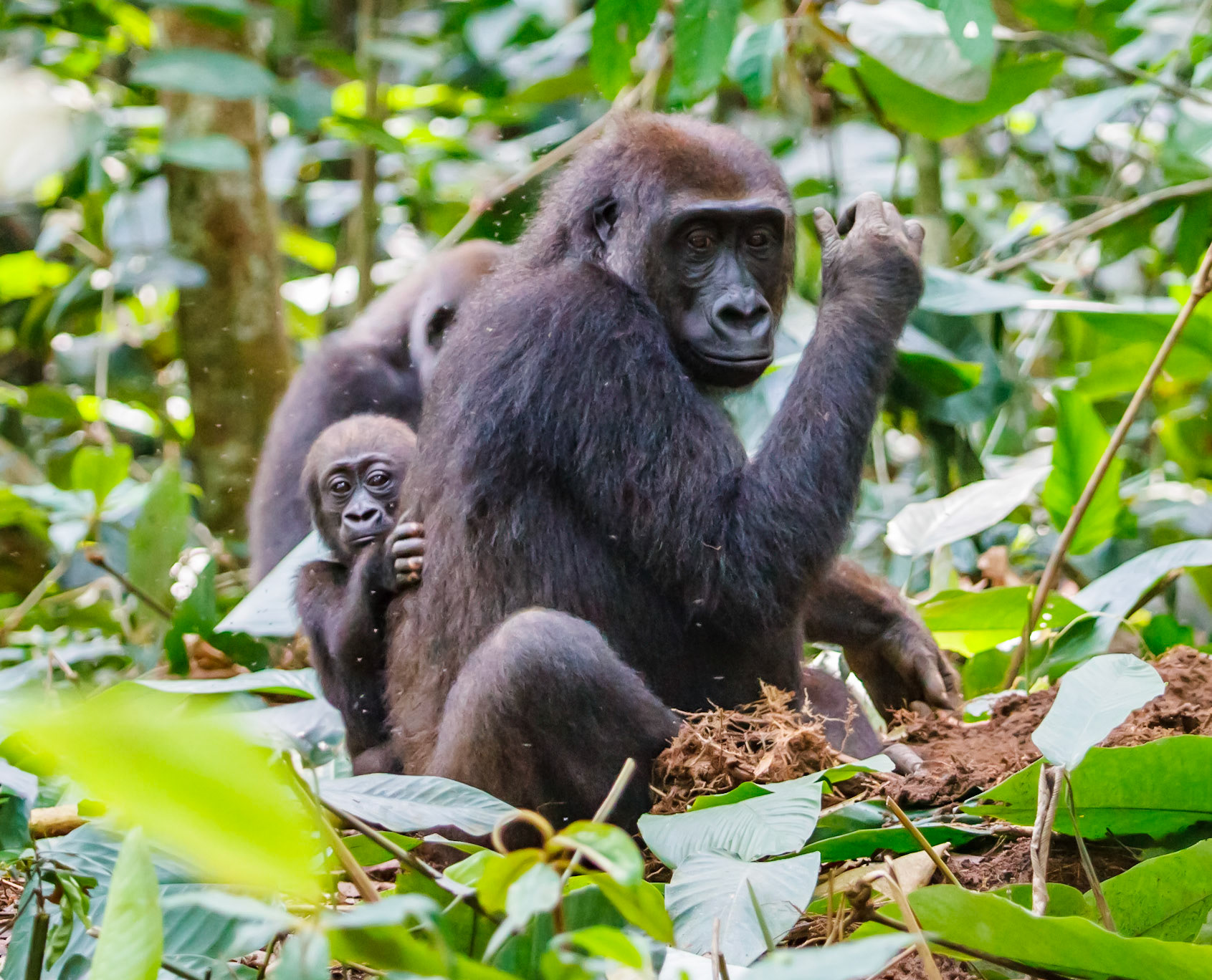 Female and baby Western Lowland Gorillas (Gorilla gorilla gorilla) of the Neptuno Group. They have disturbed ground nesting bees while digging for roots and tubers. The bees don't seem to bother the gorillas but when they found us, they swamed us and drove us away. The western lowland gorilla is the smallest subspecies of gorilla. They possess no tails and have jet black skin along with coarse black hair that covers their entire body except for the face, ears, hands, and feet. The hair on the back and rump of males takes on a grey coloration and is also lost as they get progressively older. This coloration is the reason why older males are known as "silverbacks". Their hands are proportionately large with nails on all digits, similar to that of a human's, and very large thumbs. They have short muzzles, a prominent brow ridge, large nostrils, and small eyes and ears. Other features are large muscles in the jaw region along with broad and strong teeth.  It is the gorilla usually found in zoos.  In 2006–07, researchers from the Wildlife Conservation Society studied gorillas in heavily forested regions centered on the Ouesso district of the Sangha Region. They suggest a population on the order of 125,000 Western Lowland Gorillas, whose isolation from humans has been largely preserved by inhospitable swamps.