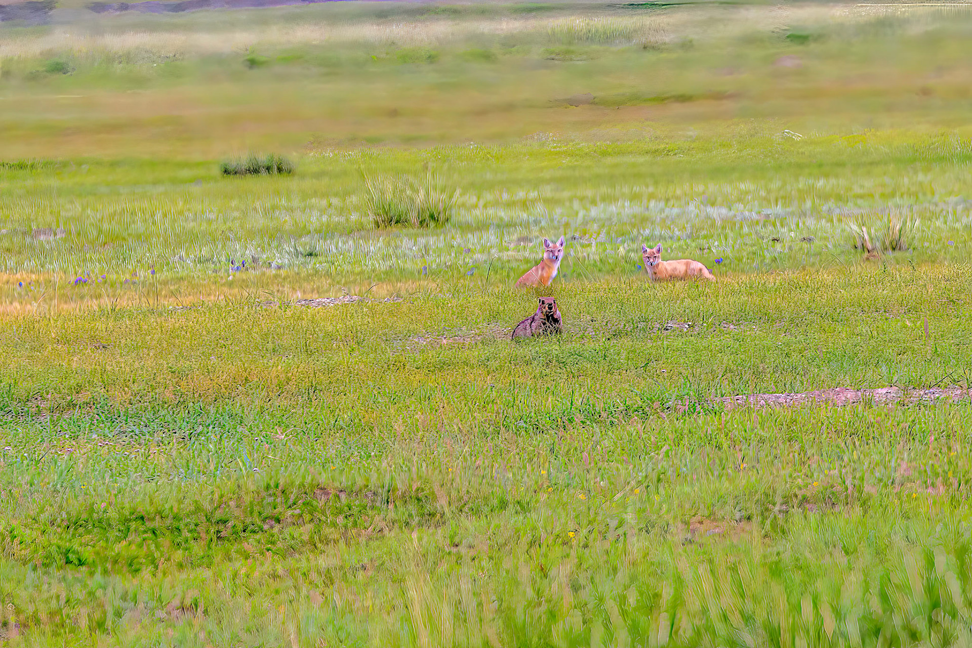 Foxes showing interest in the Marmot. Hustai  National Park