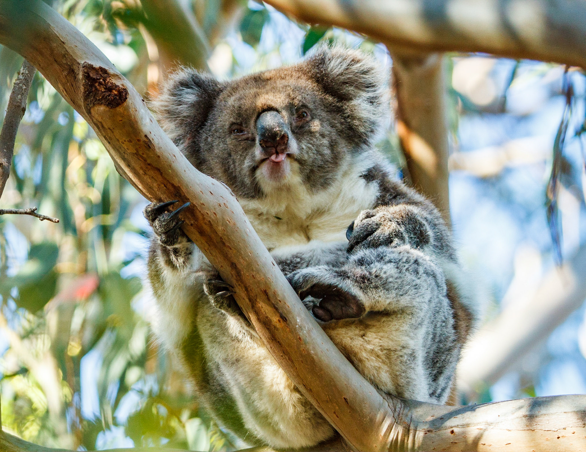 Koala Bear with attitude, Kangaroo Island, Australia