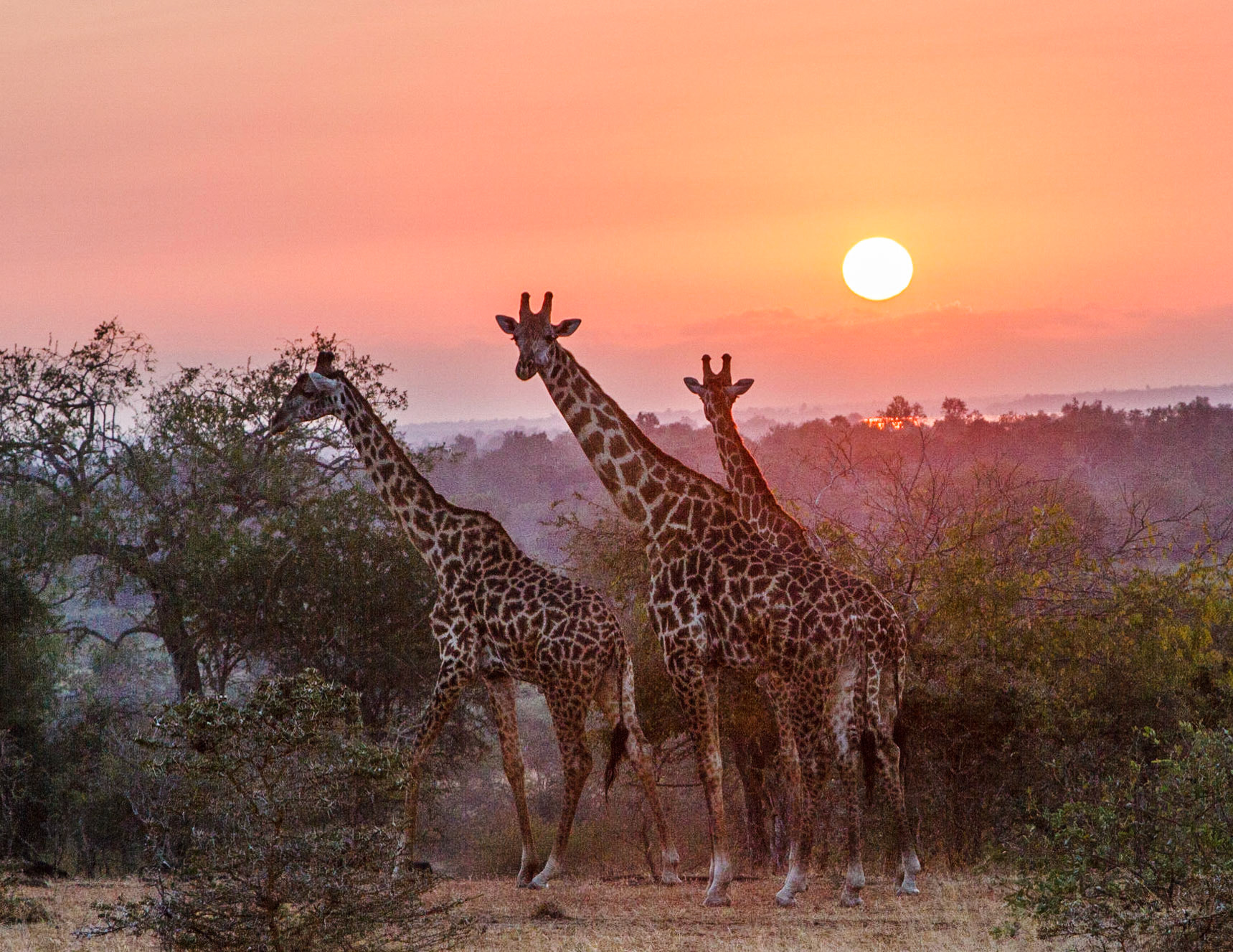 Masai Giraffe at sunset, Kiba Point, Selous Game Reserve, Tanzania