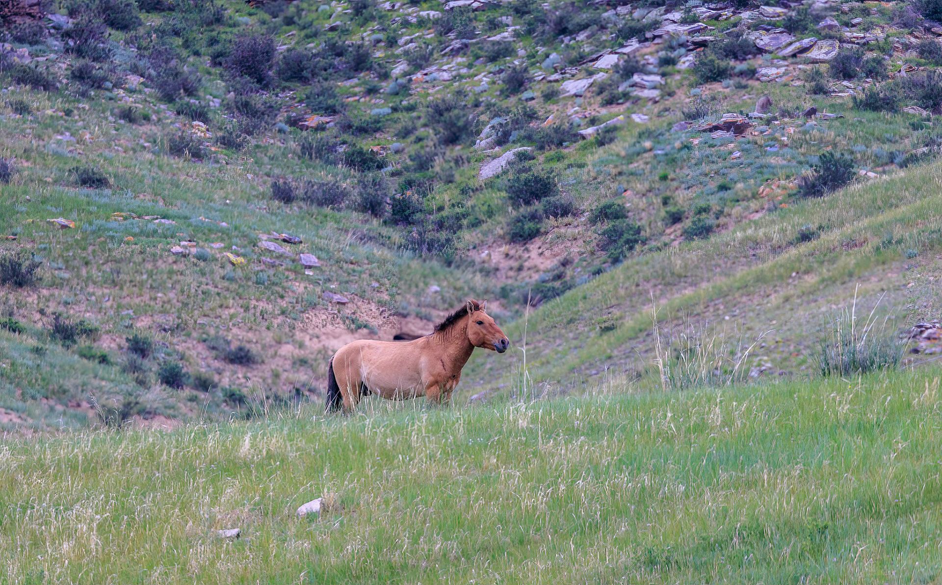 Hustai  National Park -Przewalski stallion. They usually have around 10 mares in their harem