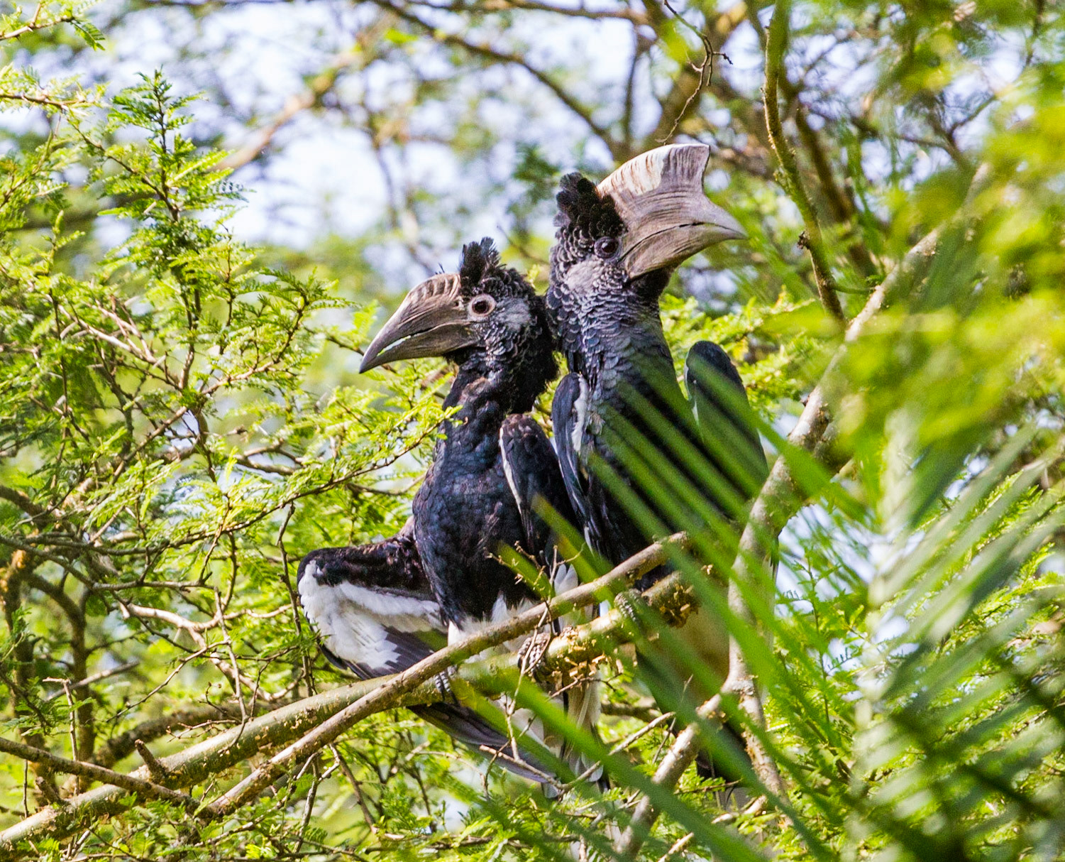 Black-and-white-casqued Hornbill, Magombe Swamp, Uganda