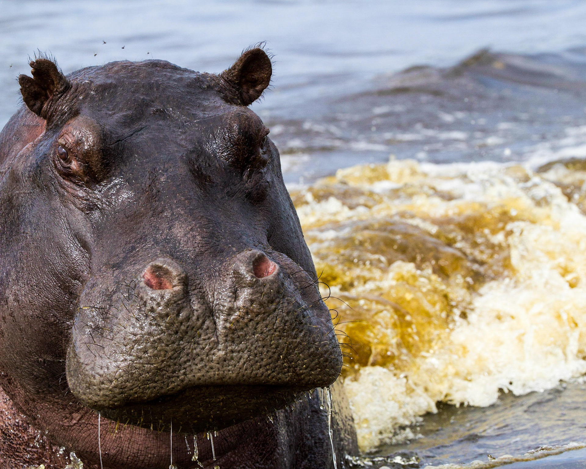 Irratated Hippopotumus in pursuit of the photographer. Chief's Island, Okavango Delta, Botswana