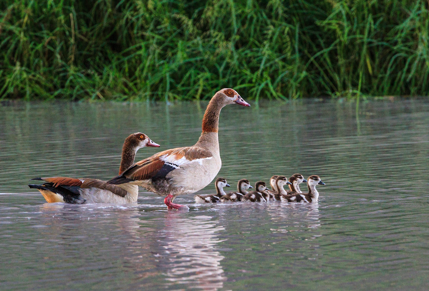 Family of Egyptian Geese (Alopochen aegyptiaca) Moremi Game Reserve, Chief's Island, Okavango Delta, Botswana