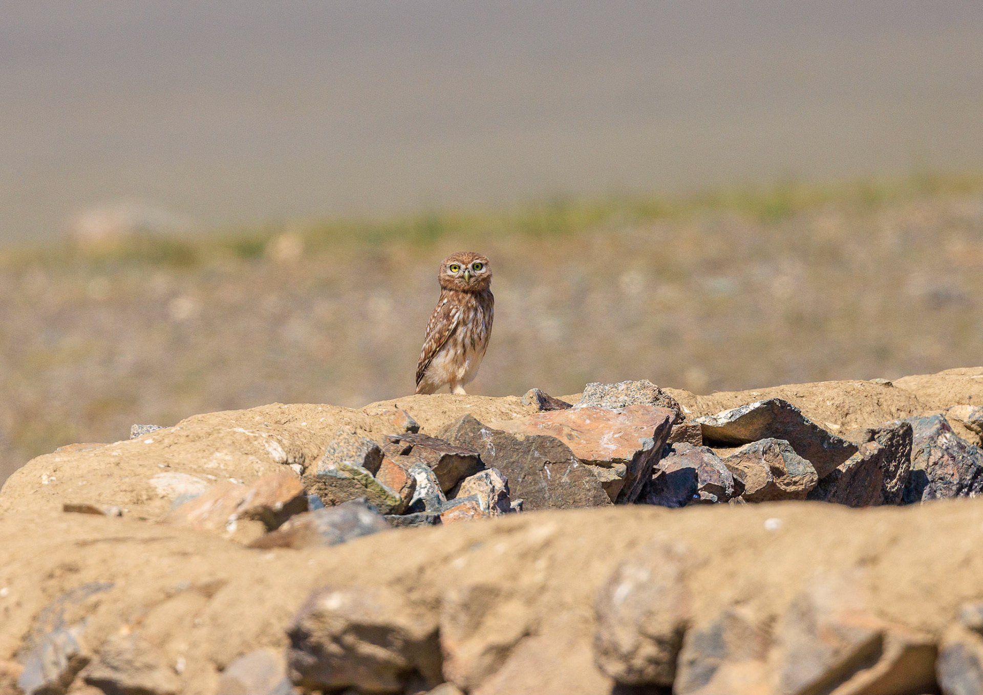 A Mongolian Little owl