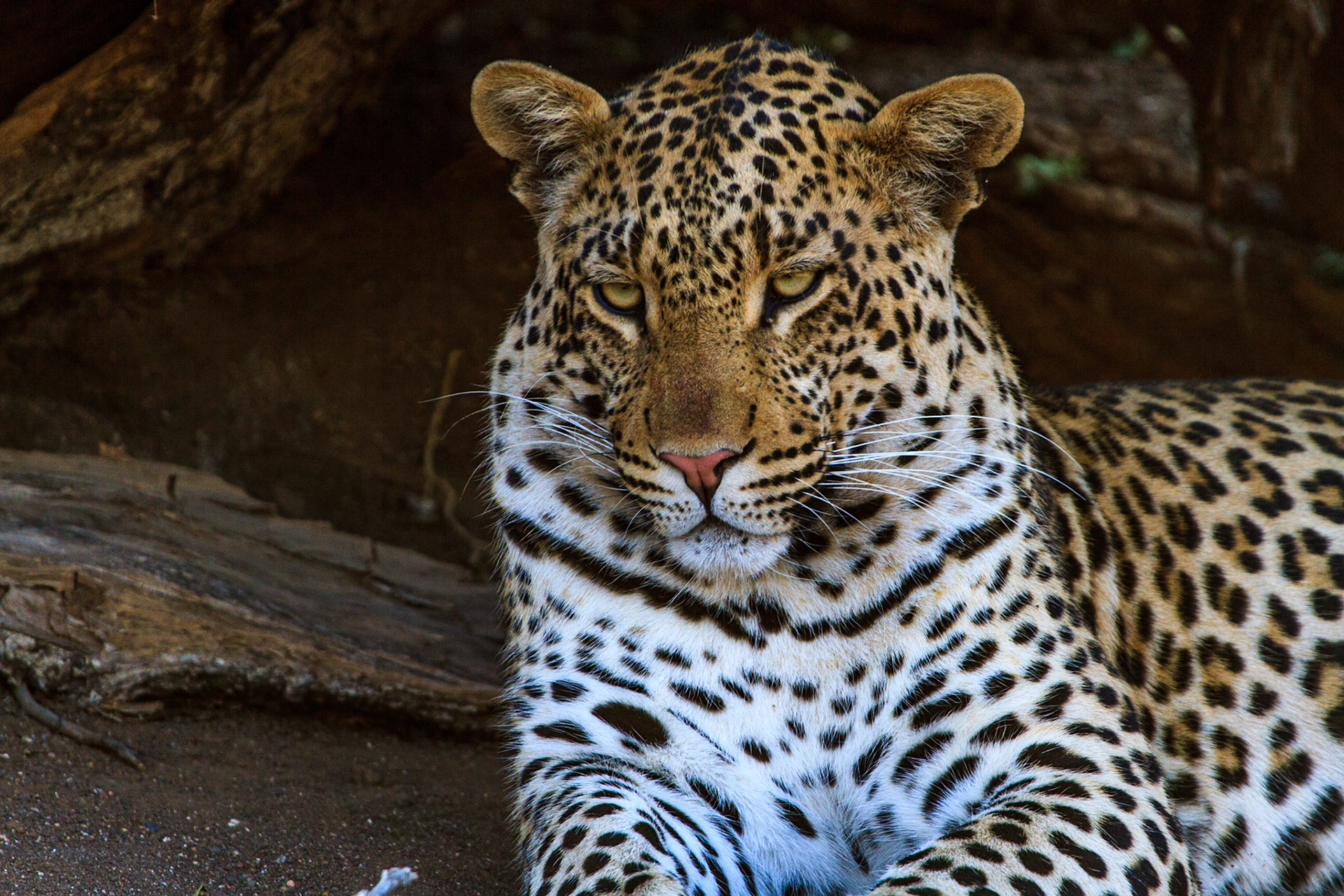 Pensive African Leopard(Panthera Pardus), Mashatu Game Reserve, Botswana