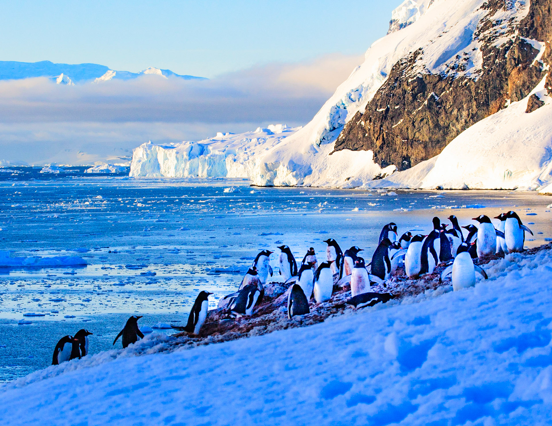 Gentoo Penguin nesting colony, Neko Harbor, Antarctica