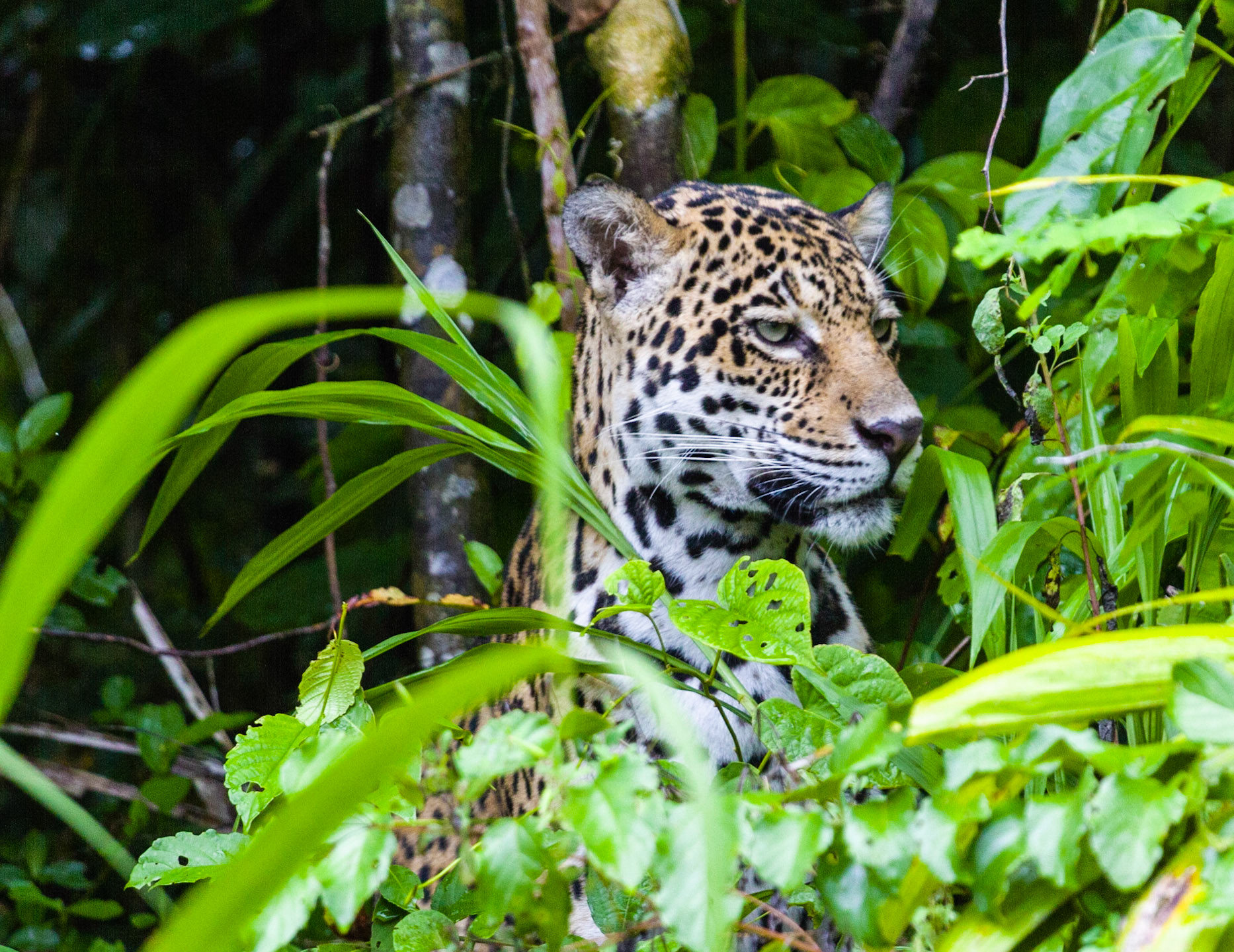 Jaguar on the lookout for breakfast, Manu National Park, Peru