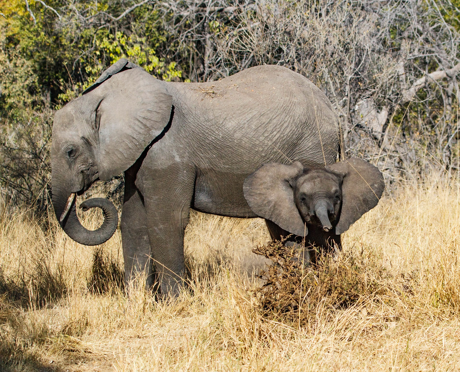 Approximate 10 day old baby African Bush Elephant with mother
