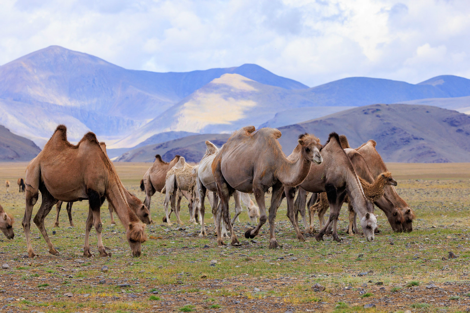 Wild Bactrian Camels, a different species than the domestic Bactrian camels