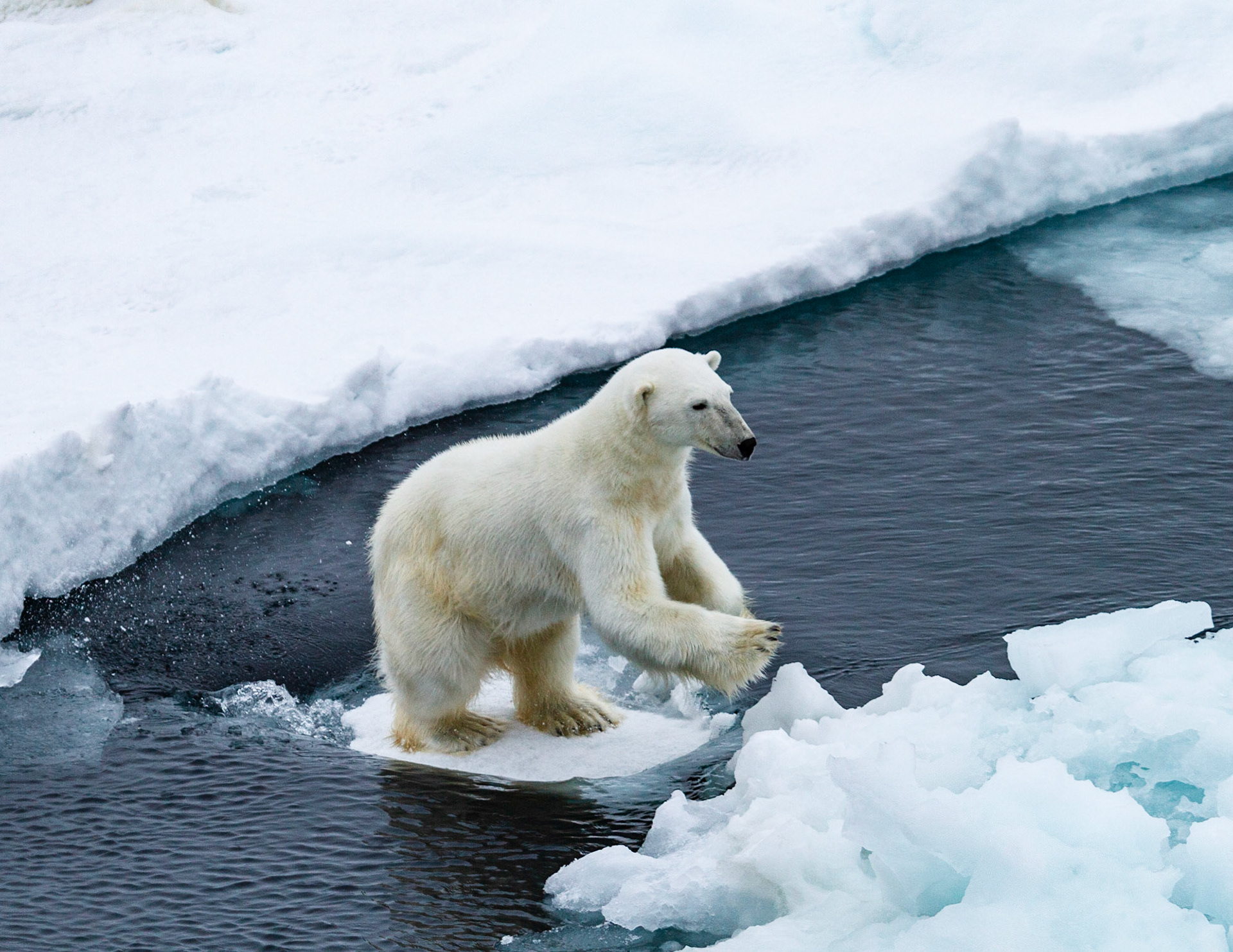 Polar Bear surfing between Ice flows, Kuhn Island, Franz Josef Land, Russia