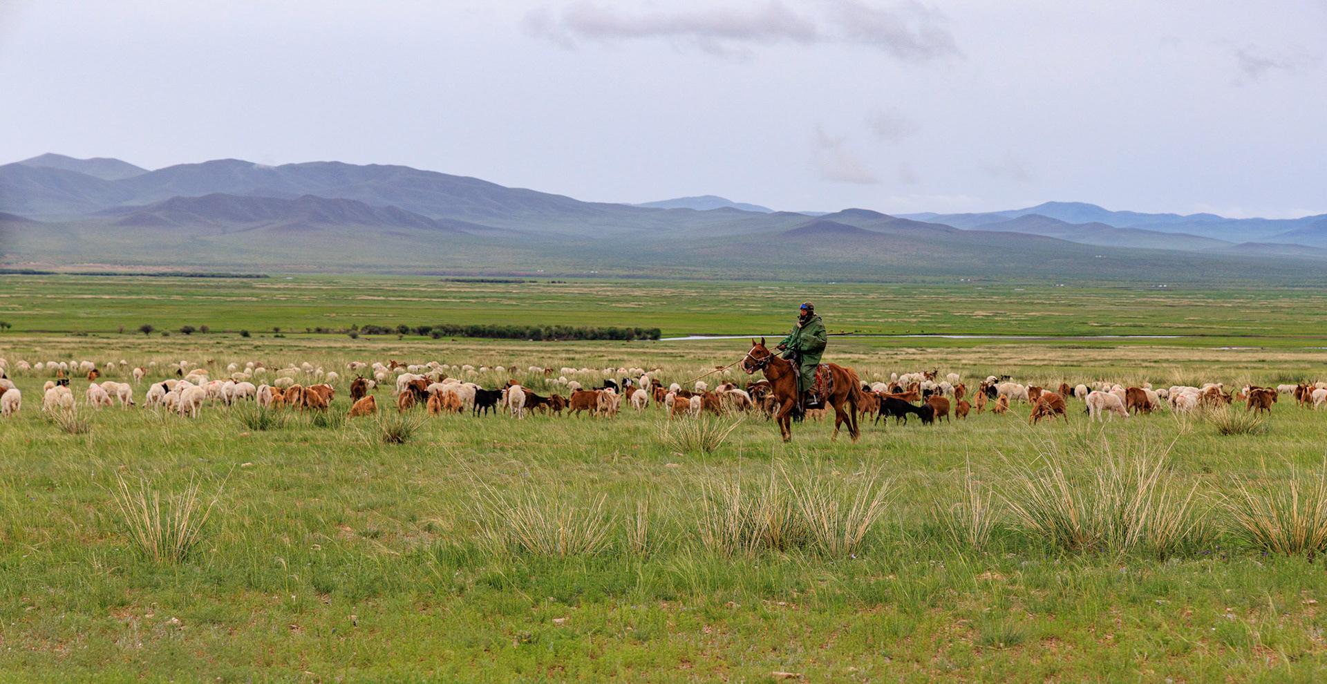 Tending the flocks and herds on horseback. Use of a motorbike was another convienient method of herding.