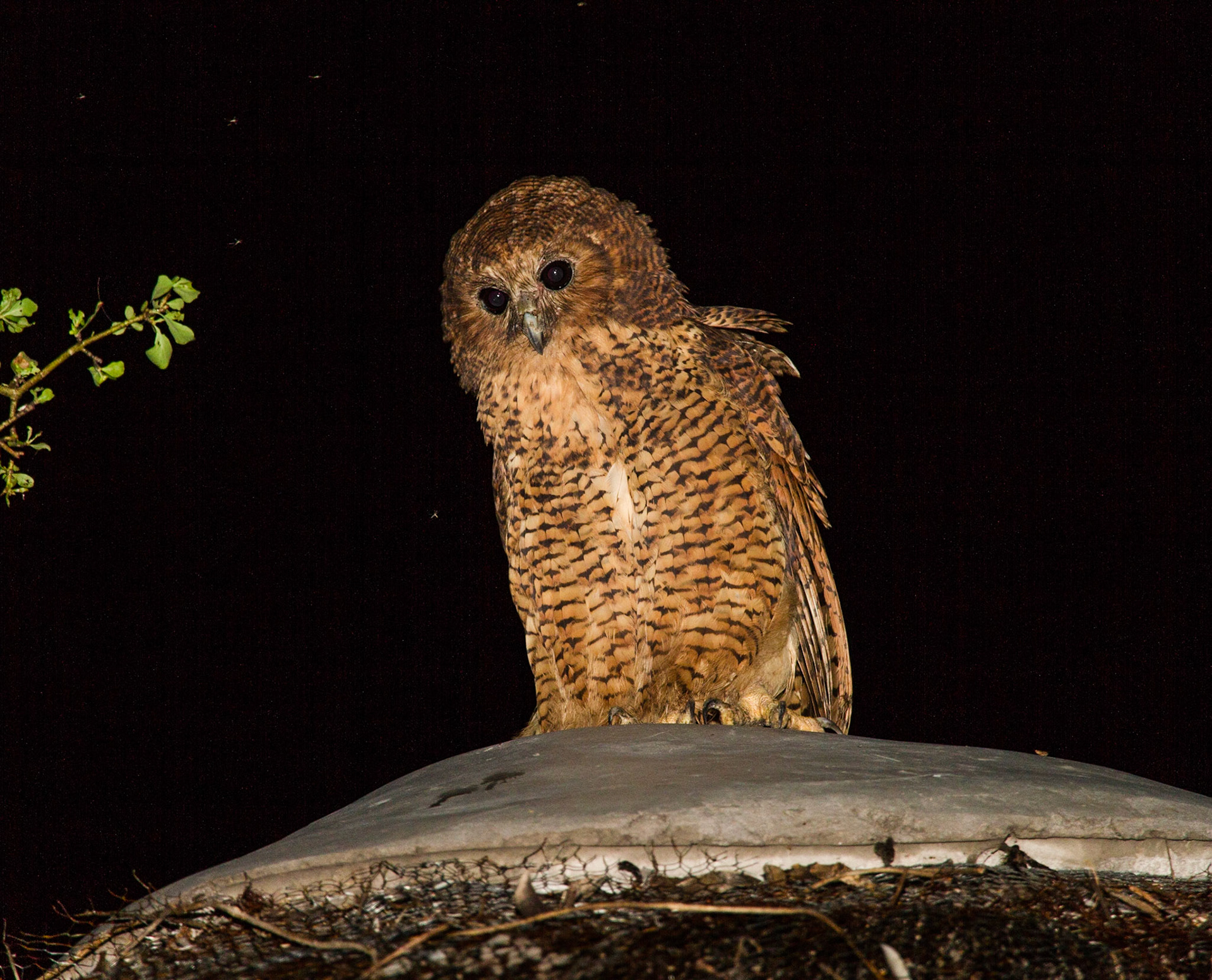 Pel's Fishing Owl looking for something to eat, Mombo Island, Okavango Delta, Botswana