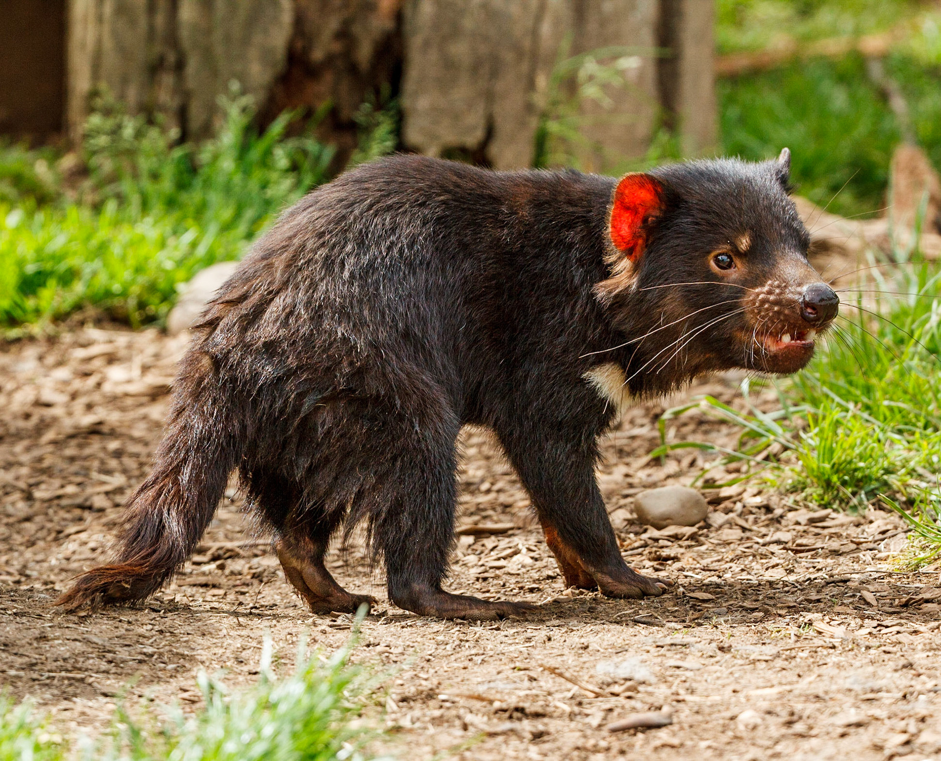 The Tasmanian devil (Sarcophilus harrisii) is a carnivorous marsupial of the family Dasyuridae. It was once native to mainland Australia and is now found in the wild only on the island state of Tasmania
The size of a small dog, the Tasmanian devil became the largest carnivorous marsupial in the world following the extinction of the thylacine in 1936. It is related to quolls and distantly related to the thylacine. It is characterised by its stocky and muscular build, black fur, pungent odour, extremely loud and disturbing screech, keen sense of smell, and ferocity when feeding. The Tasmanian devil's large head and neck allow it to generate among the strongest bites per unit body mass of any extant mammal land predator, and it hunts prey and scavenges carrion as well as eating household products if humans are living nearby.